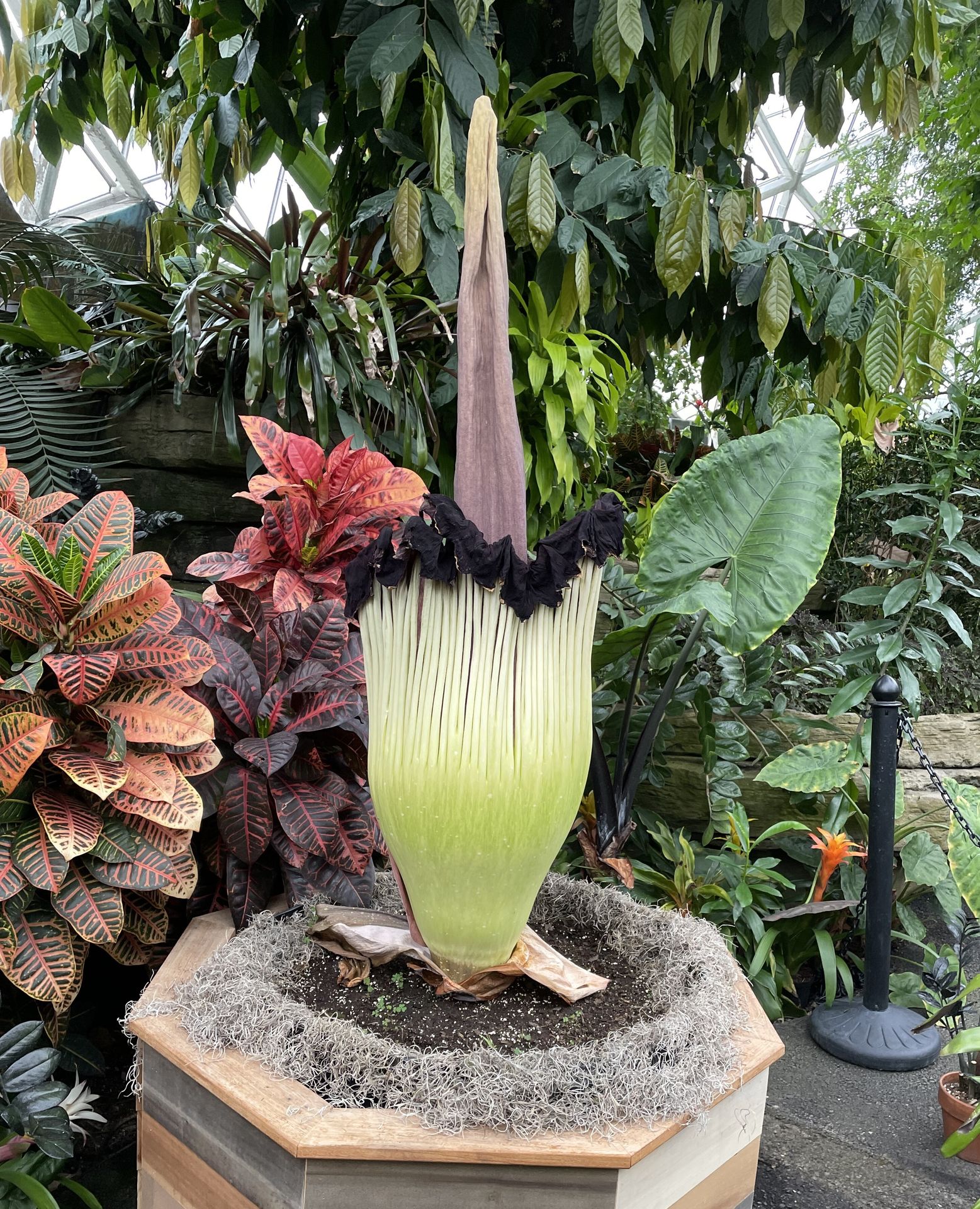 A rare moment with a rare flower— and you'll have just 24 to 48