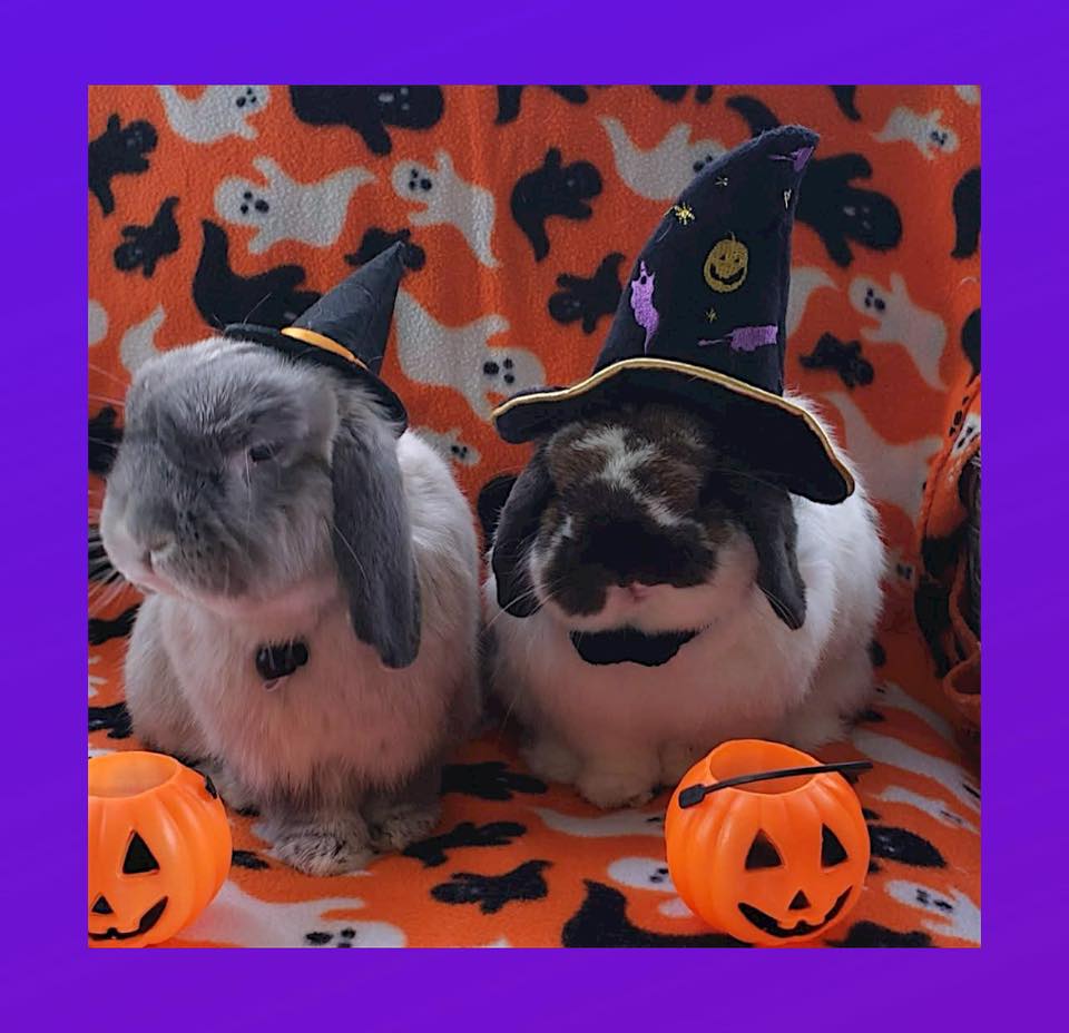Bunny Adventures | This is from Halloween 2024 | Facebook