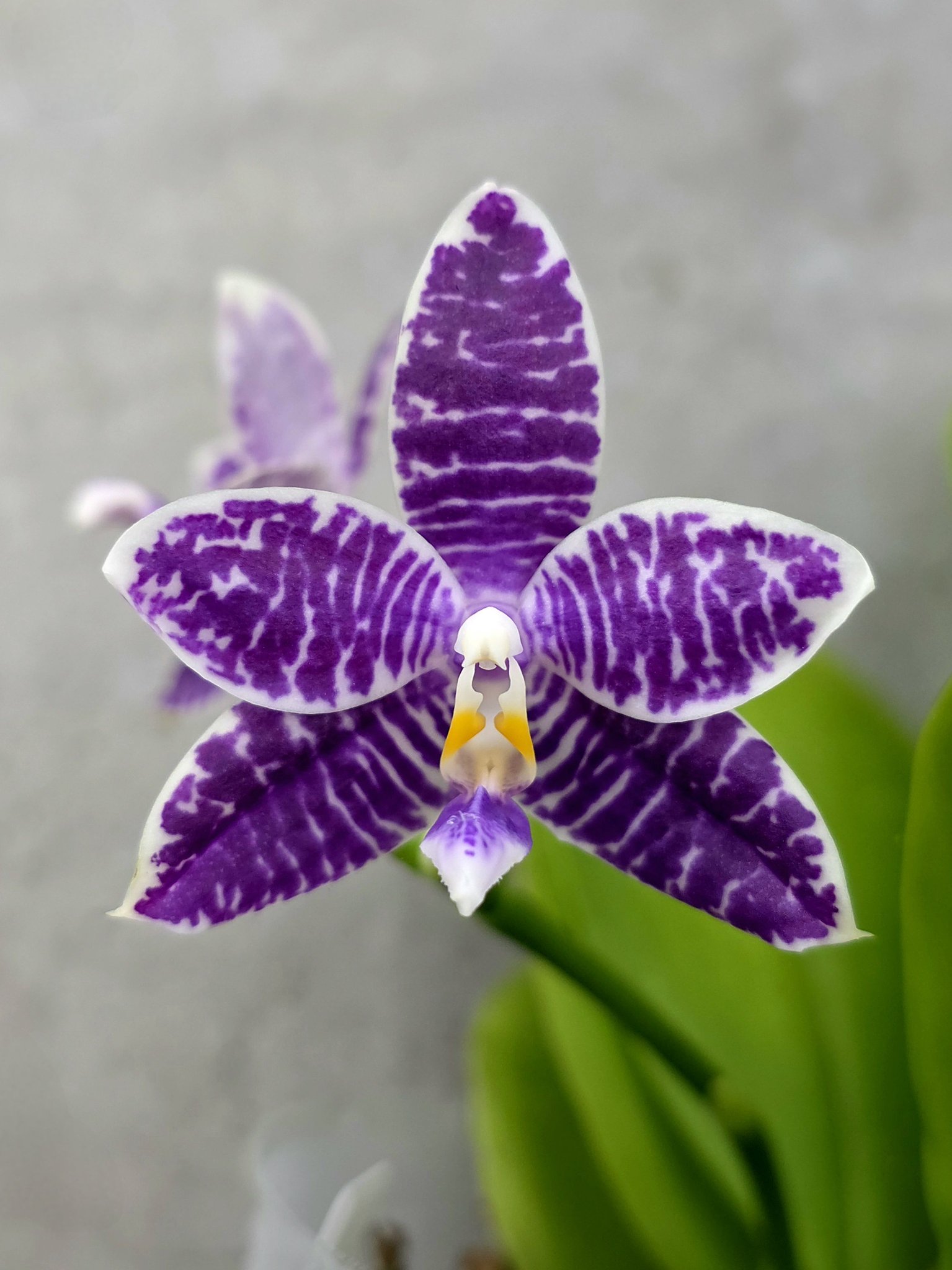 Phal. Lioulin Blue Parrot orchid blooms