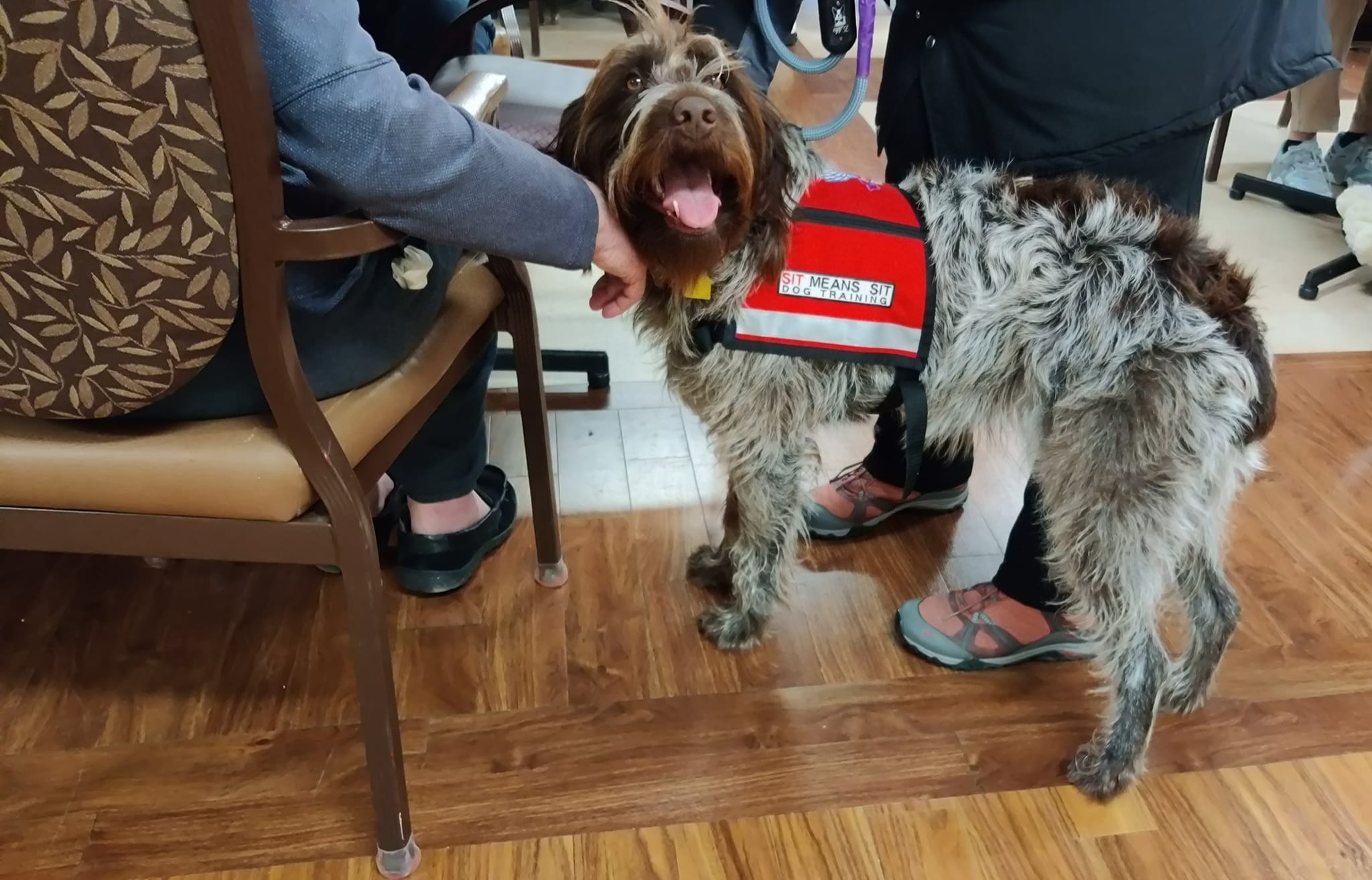 Sit Means Sit Des Moines Client Page | THERAPY DOG TESTING SIGN UPS ...
