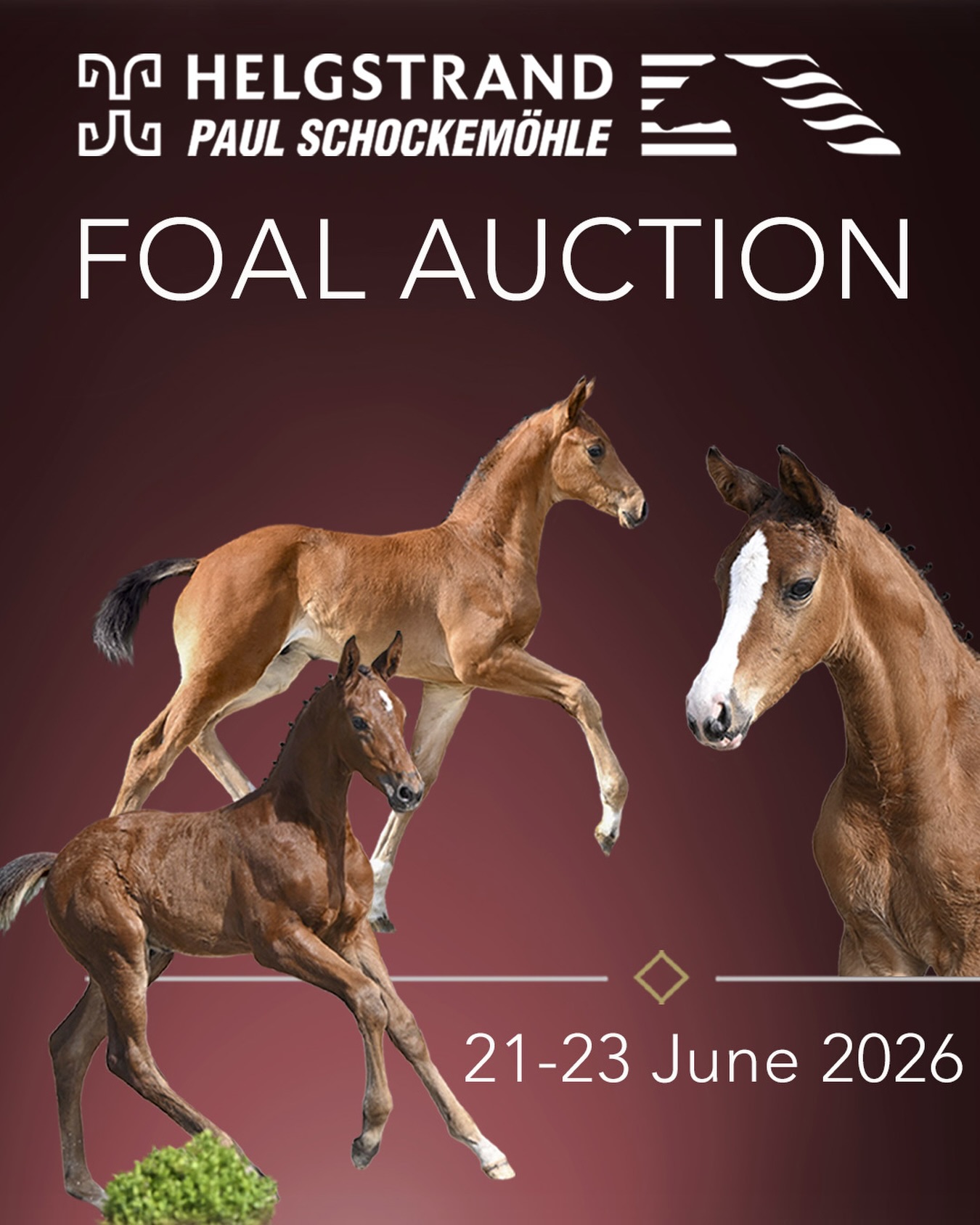 🇺🇸 💫 1st SCHOCKEMÖHLE - HELGSTRAND INTERNATIONAL ONLINE FOAL