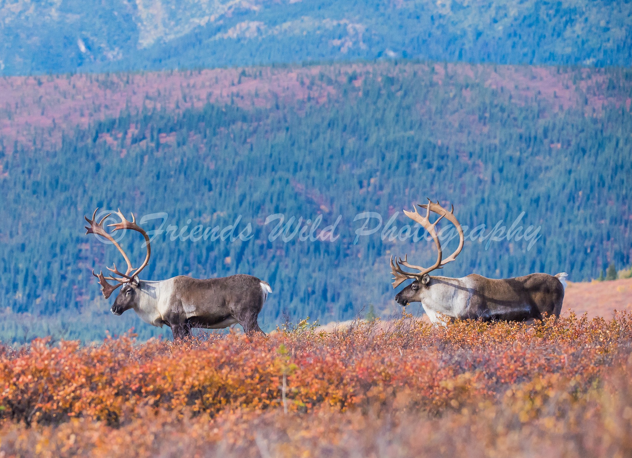 Friend's - Barren-ground Caribou, bulls walking the ridgeline. Primrose ...