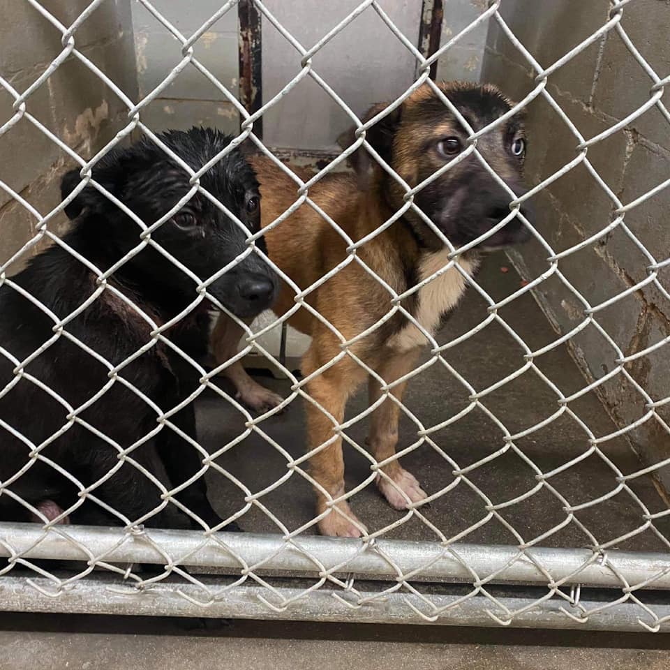 The difference a foster makes 🥰…... - Project Freedom Ride