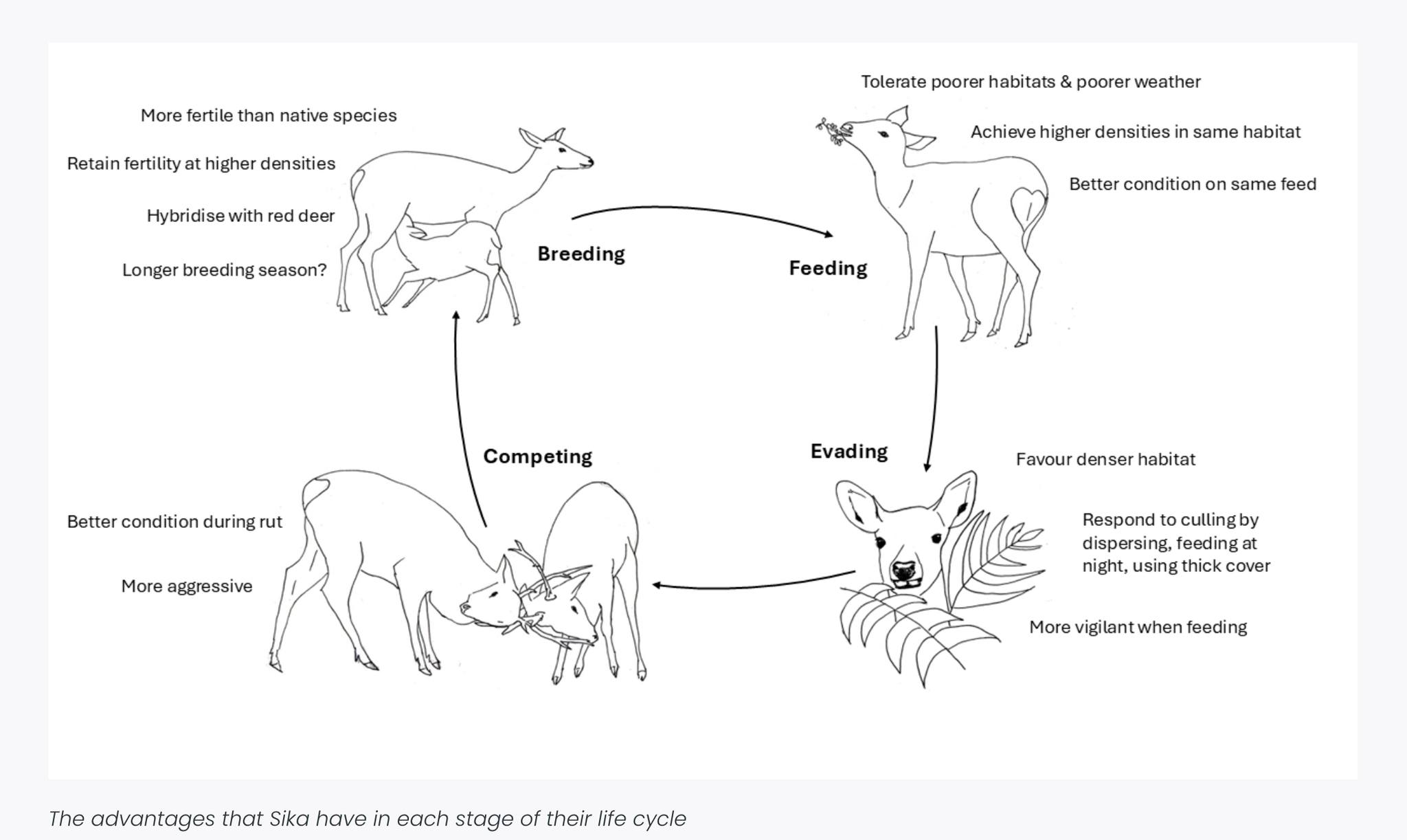 Why Sika, a Victorian introduction... - Highlands Rewilding | Facebook