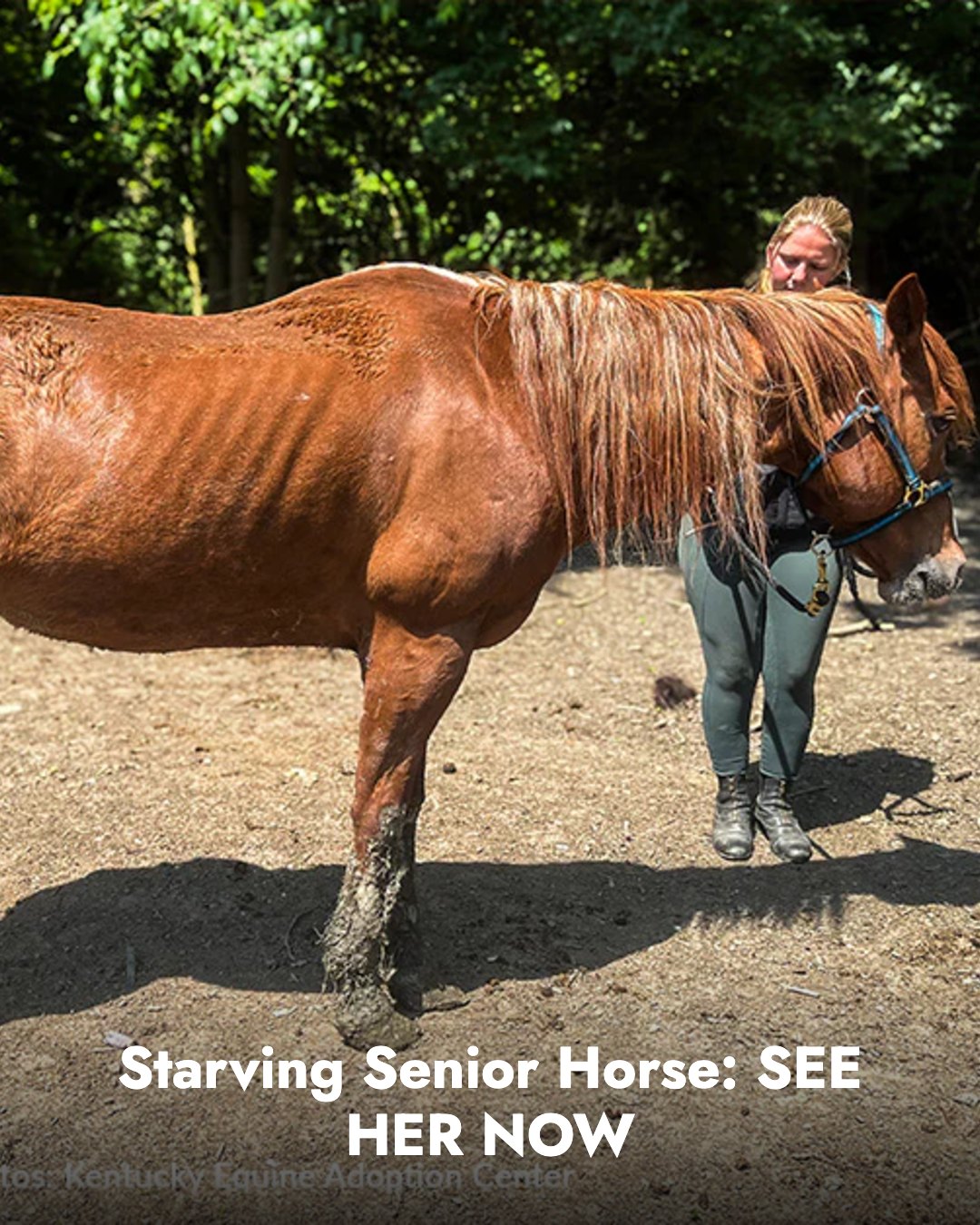 The Animal - UPDATE: Annie has fully recovered after being emaciated ...