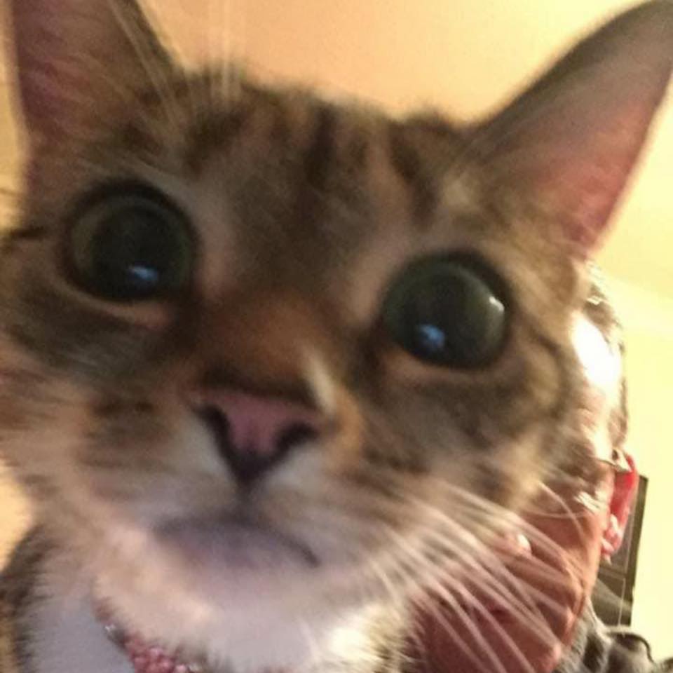 Winifred Mavis