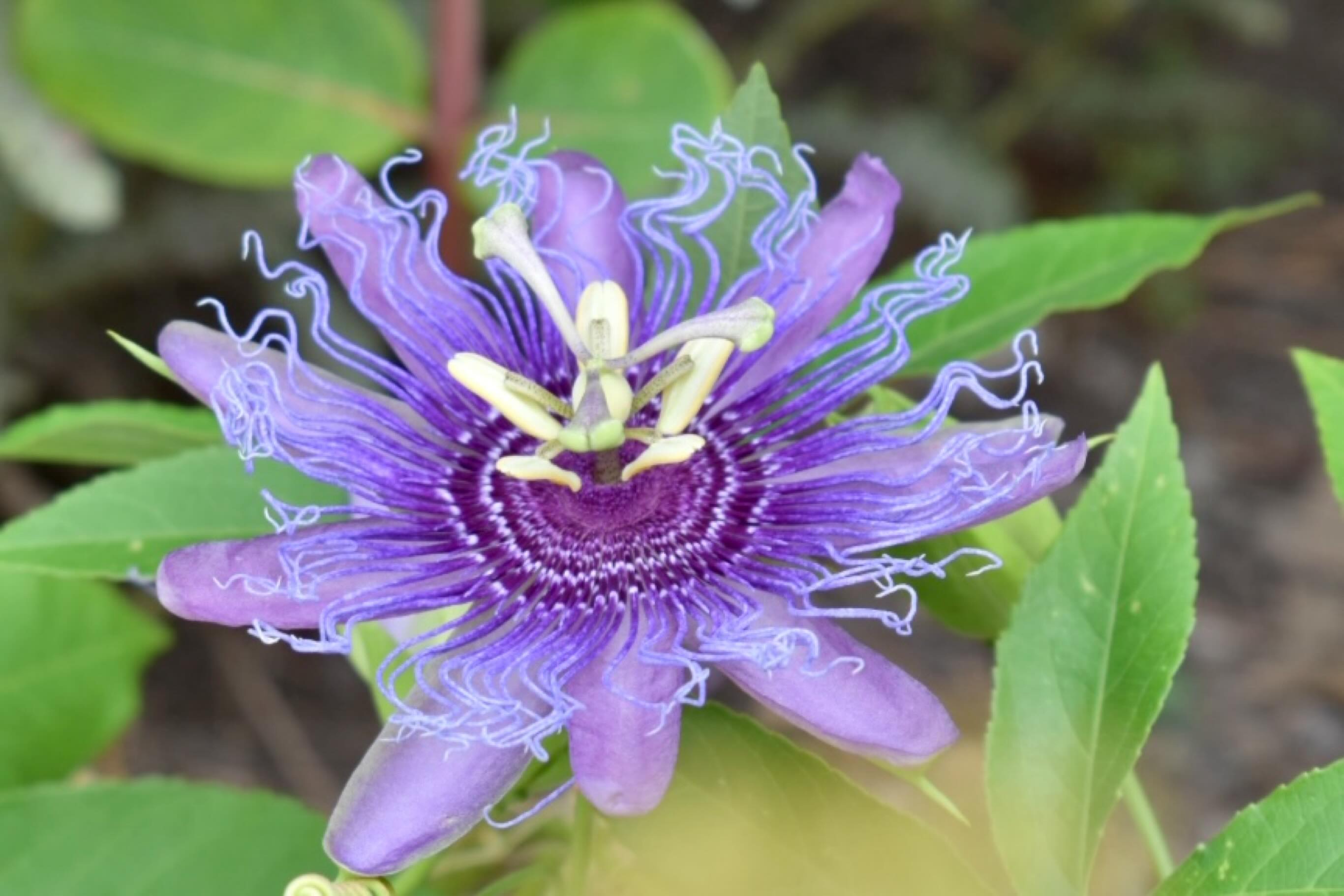 Do you recognize these flowers? Here's a hint: they start with the