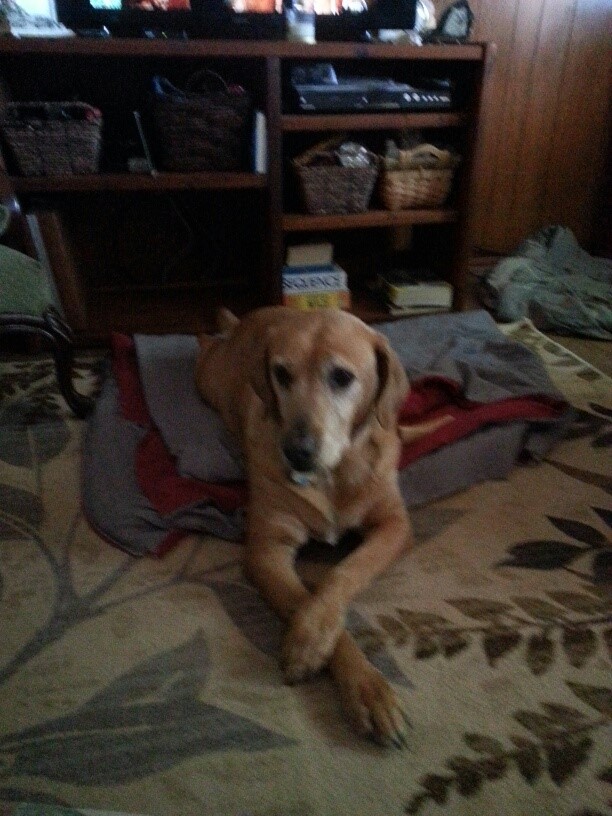 Meet Ginger. Ginger is a big (88... - Heartland Lab Rescue | Facebook