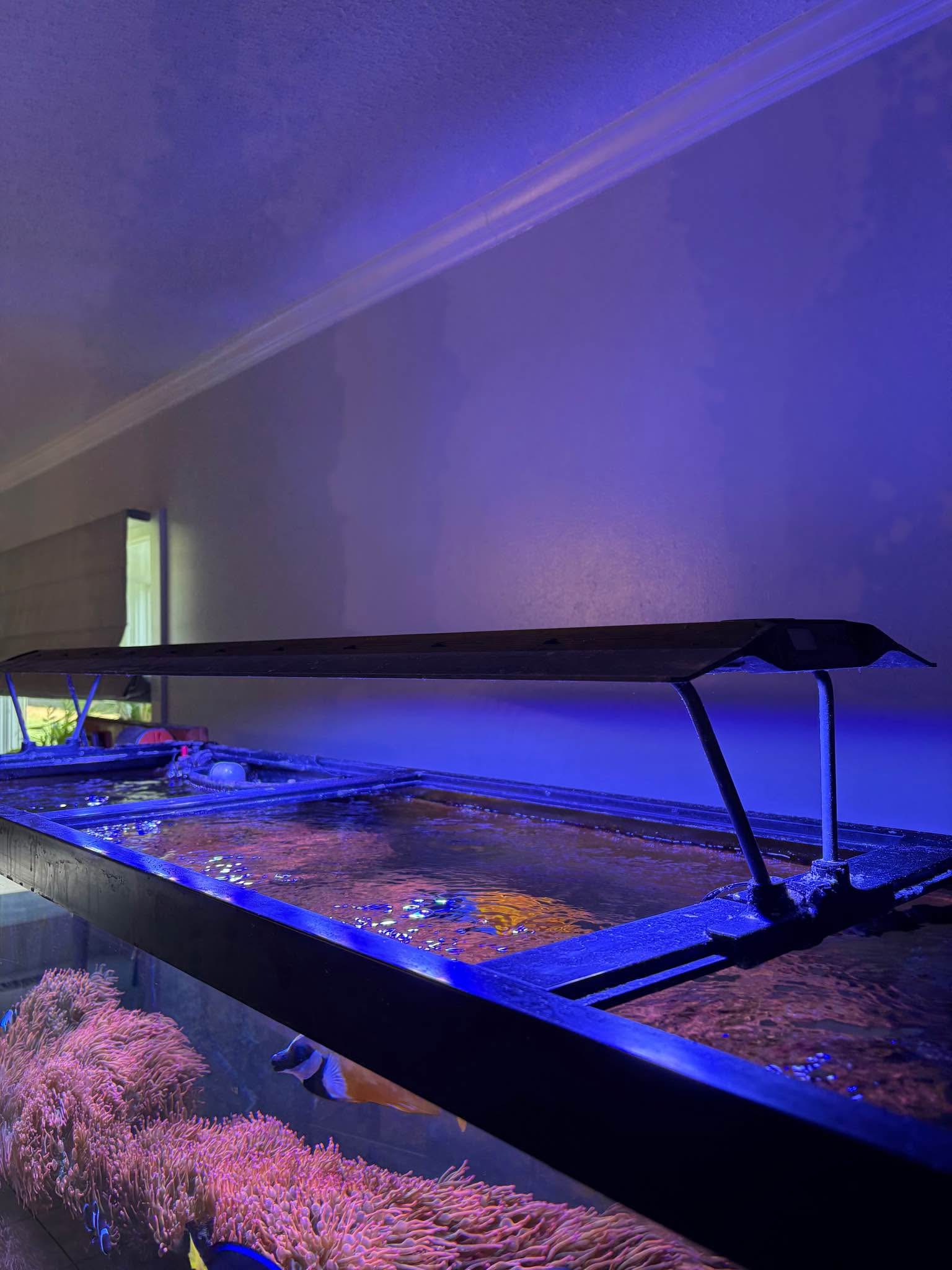 MAXSPECT Razor X R5 300W LED Fixtures - Car Lighting - Wallingford ...