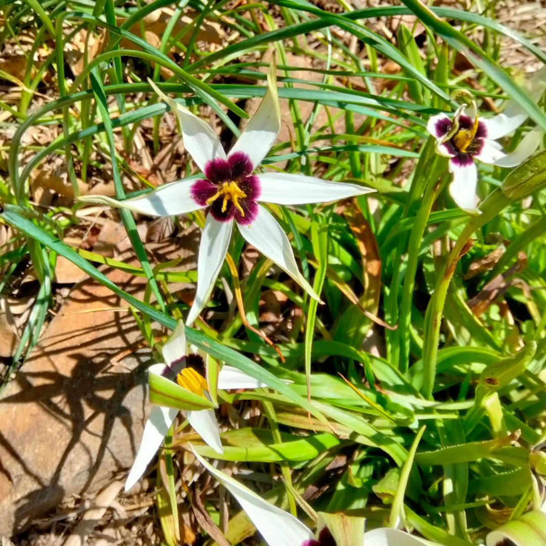 Rare Pauridia species like capensis and scullyi