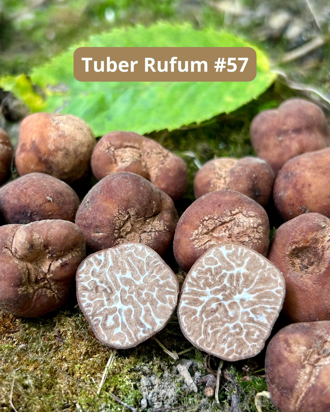 Cristallino Truffes et Lagotto