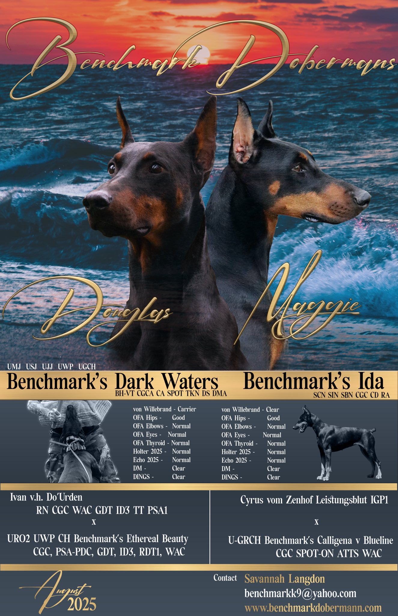 Photo inspiration: Fresh Look at Benchmark Dobermanns