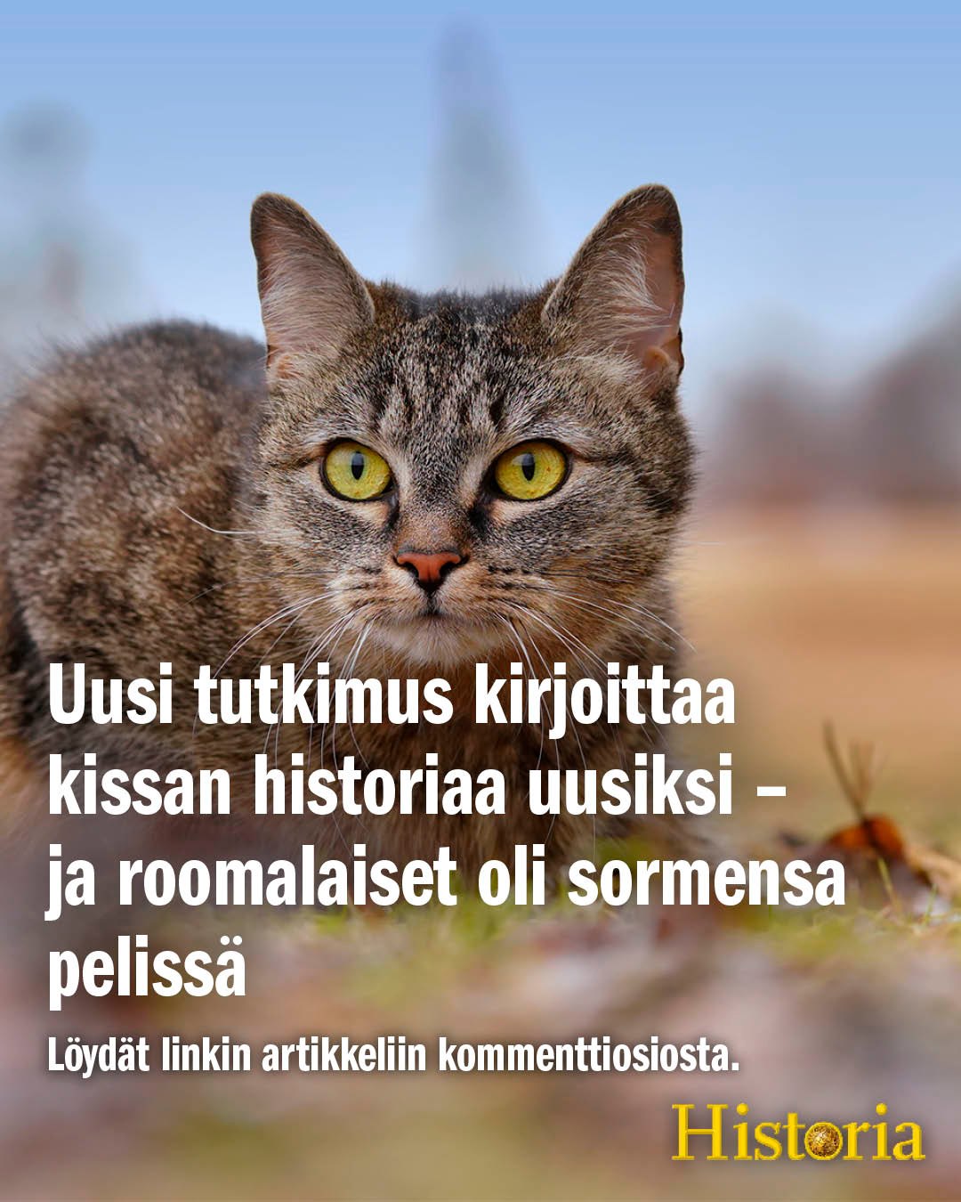 historia-kissa-saapui-eurooppaan-l-hi-id-st-n-in-on-facebook