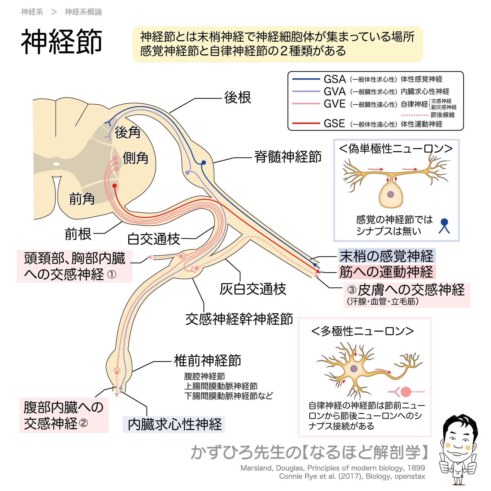 かずひろ先生の【徹底的国試対策】解剖学 - 【喉頭の解剖学】 喉頭は、咽頭に続く気道の一部で、声帯があり発声の作用をします。 #甲状軟骨 ...
