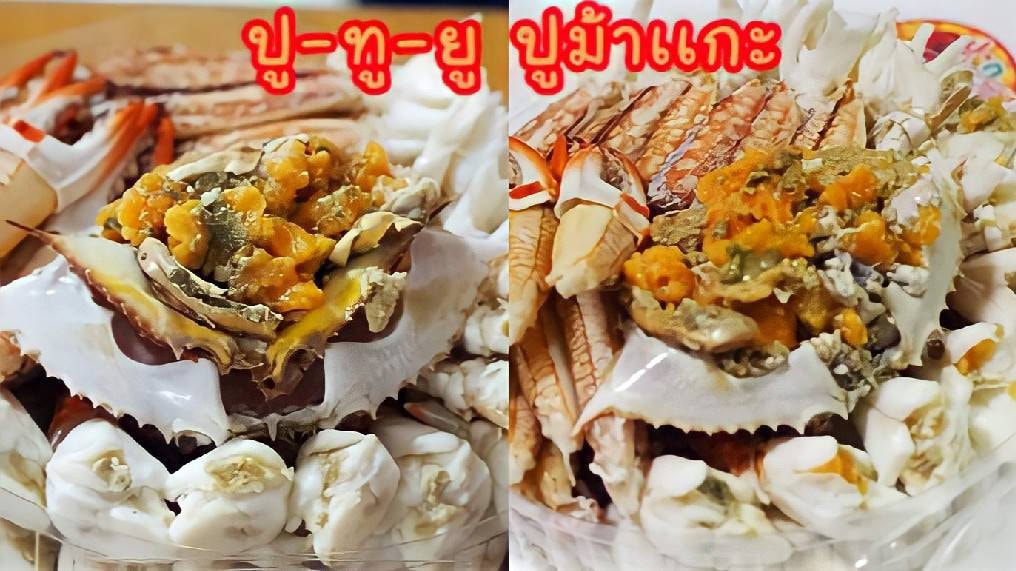 ปู-ทู-ยู ปูม้าแกะ ทะเลตรัง