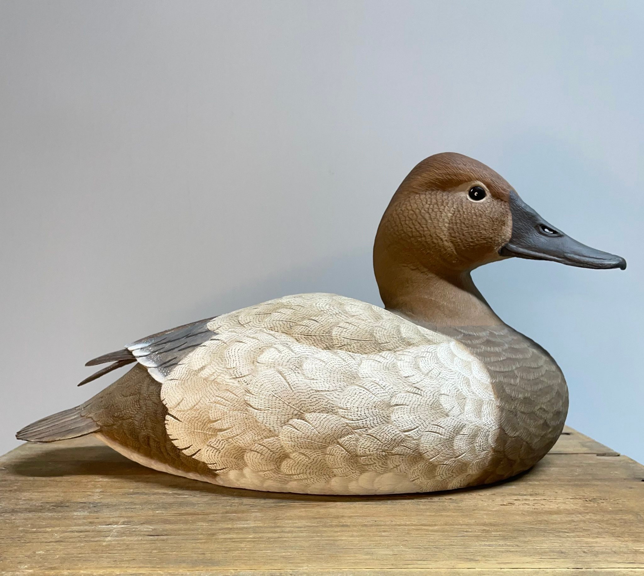 Hand-carved canvasback hen decoy from tupelo wood