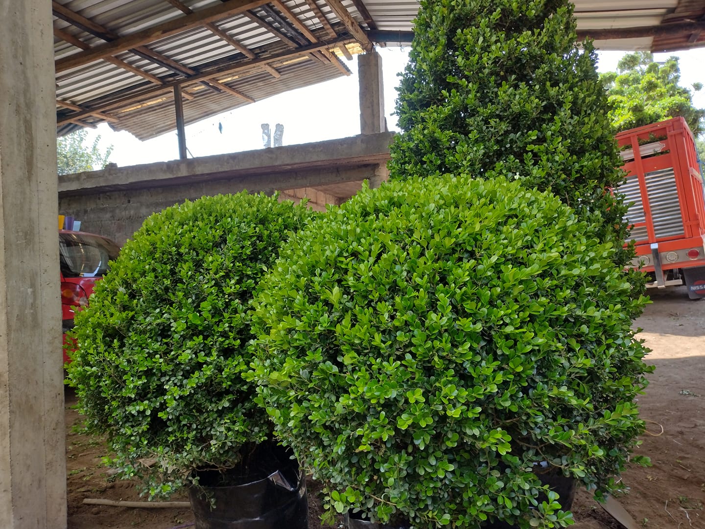 Plantas de arrayan