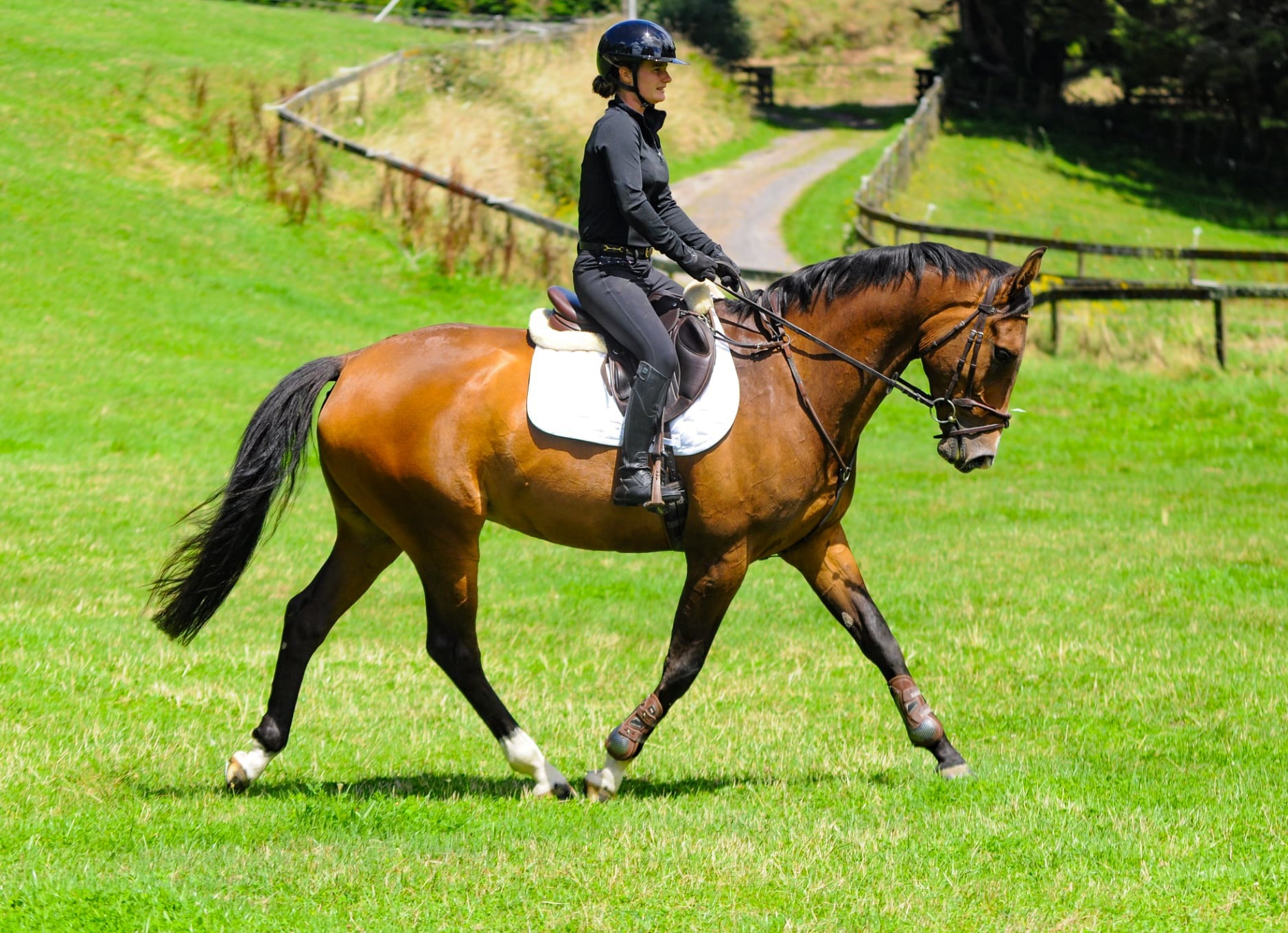Editor's Choice™ FUTURE TOP-LEVEL JUMPING PROSPECT Well-bred, 5 y