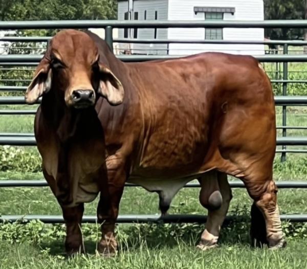 Infinity - PCC Polled Prime Time 13/3 is a powerful made bull that is ...
