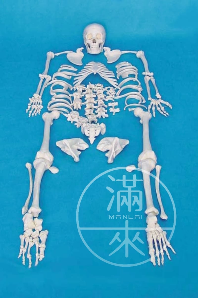 客滿來 - 170cm 人體骨骼模型 散骨模型 ARLJ 成人散骨模型 醫學教學骨架 教學人骨模型 人骨模型... | Facebook