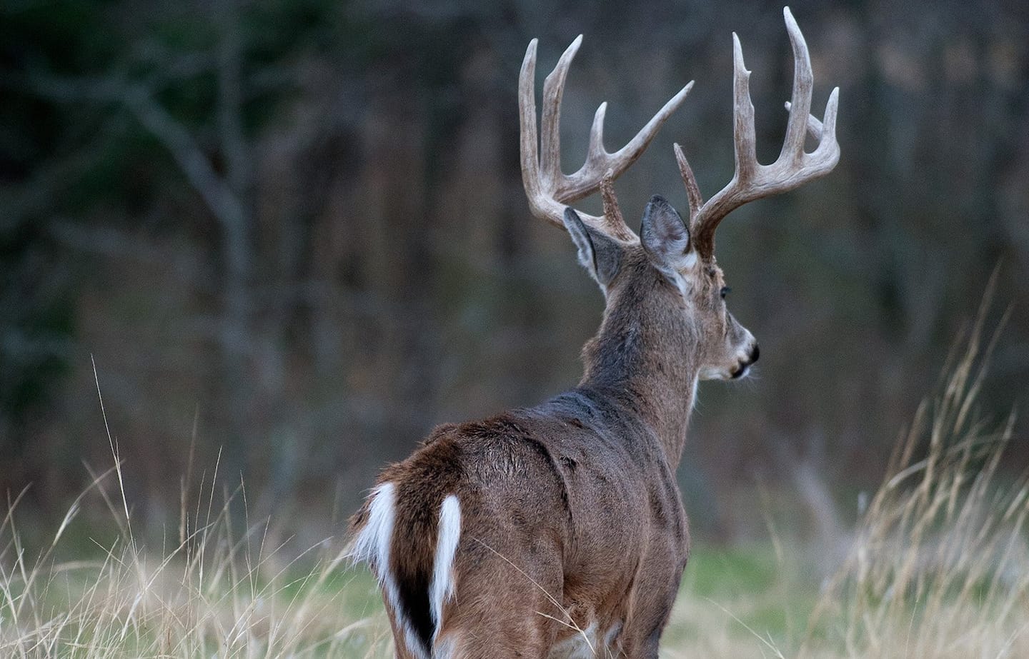 Indiana Deer Hunting | You’ll have to excuse my post | Facebook