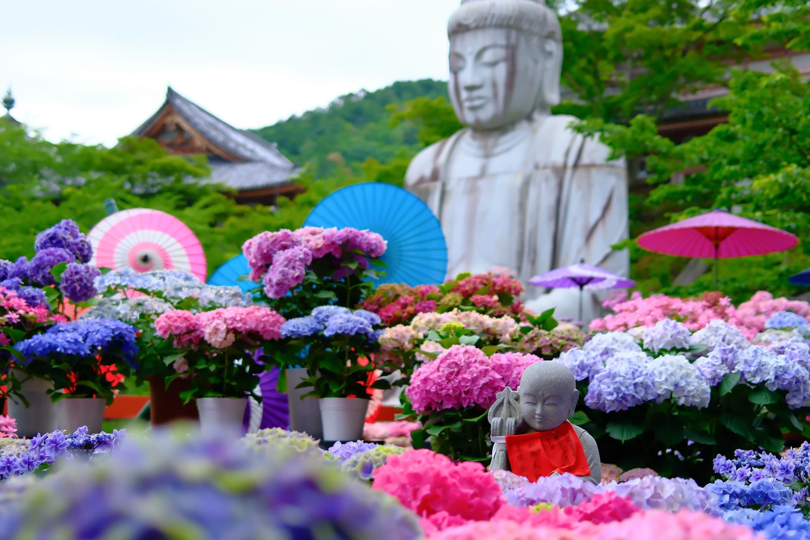 壺阪寺 - 令和6年6月2日 あじさい回廊開催中 紫陽花大仏 #壷阪寺 #壺阪