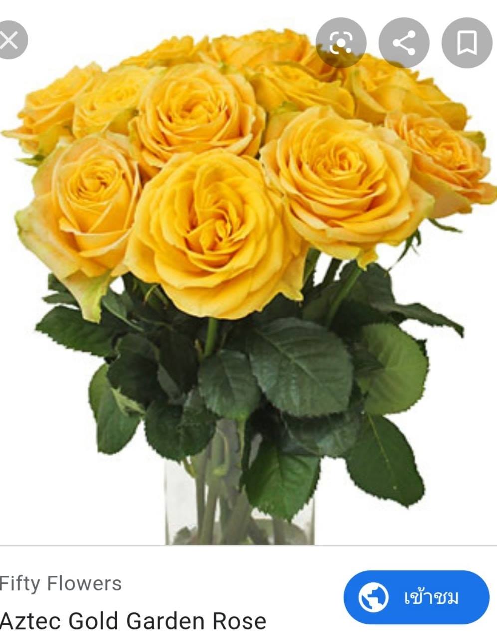 aztec gold rose สาว U.S.A ไม้พุ่ม... - บ้านสวนกุหลาบ by นุช | Facebook