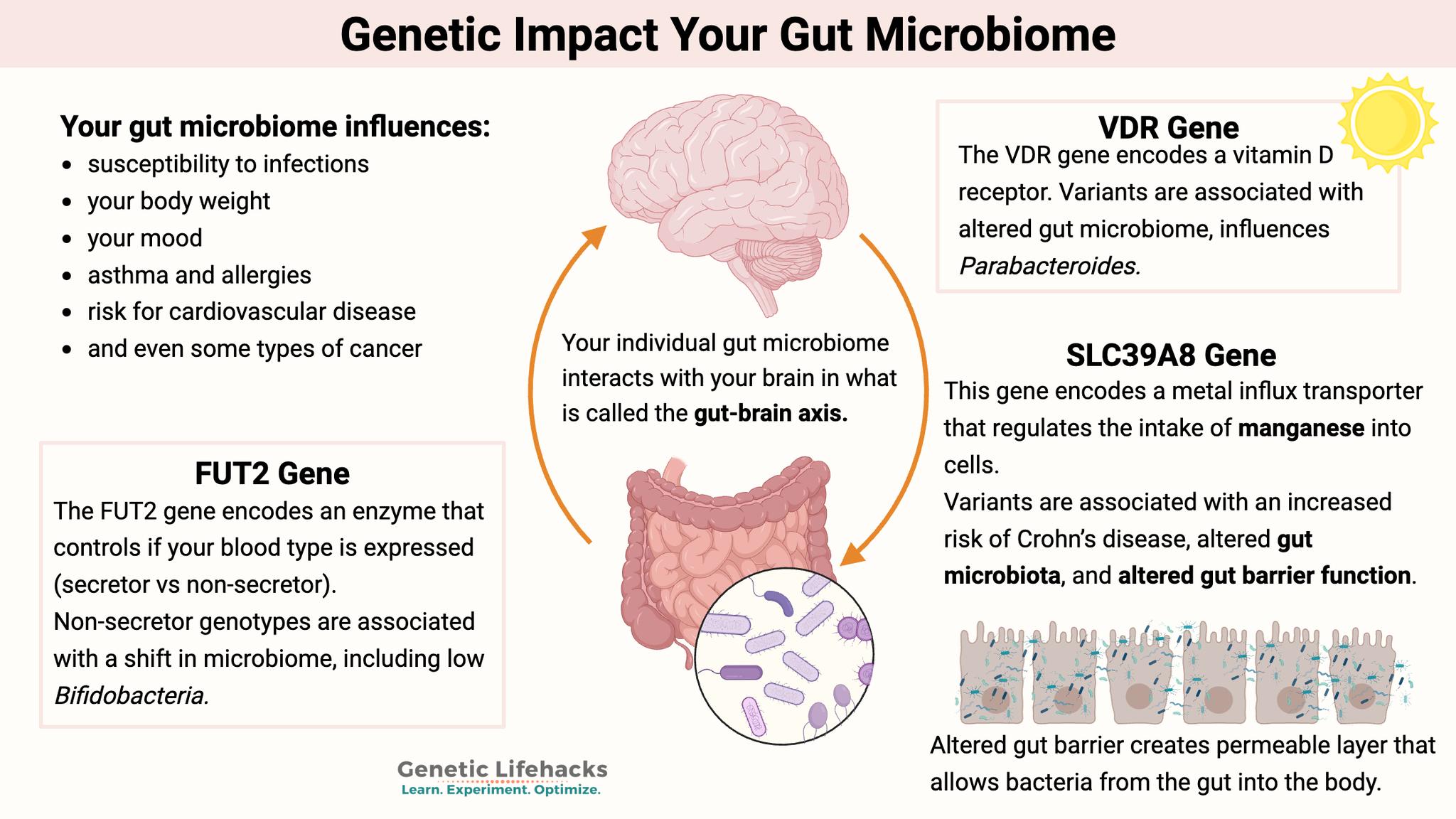 The human gut microbiome is made up of... - Genetic Lifehacks | Facebook