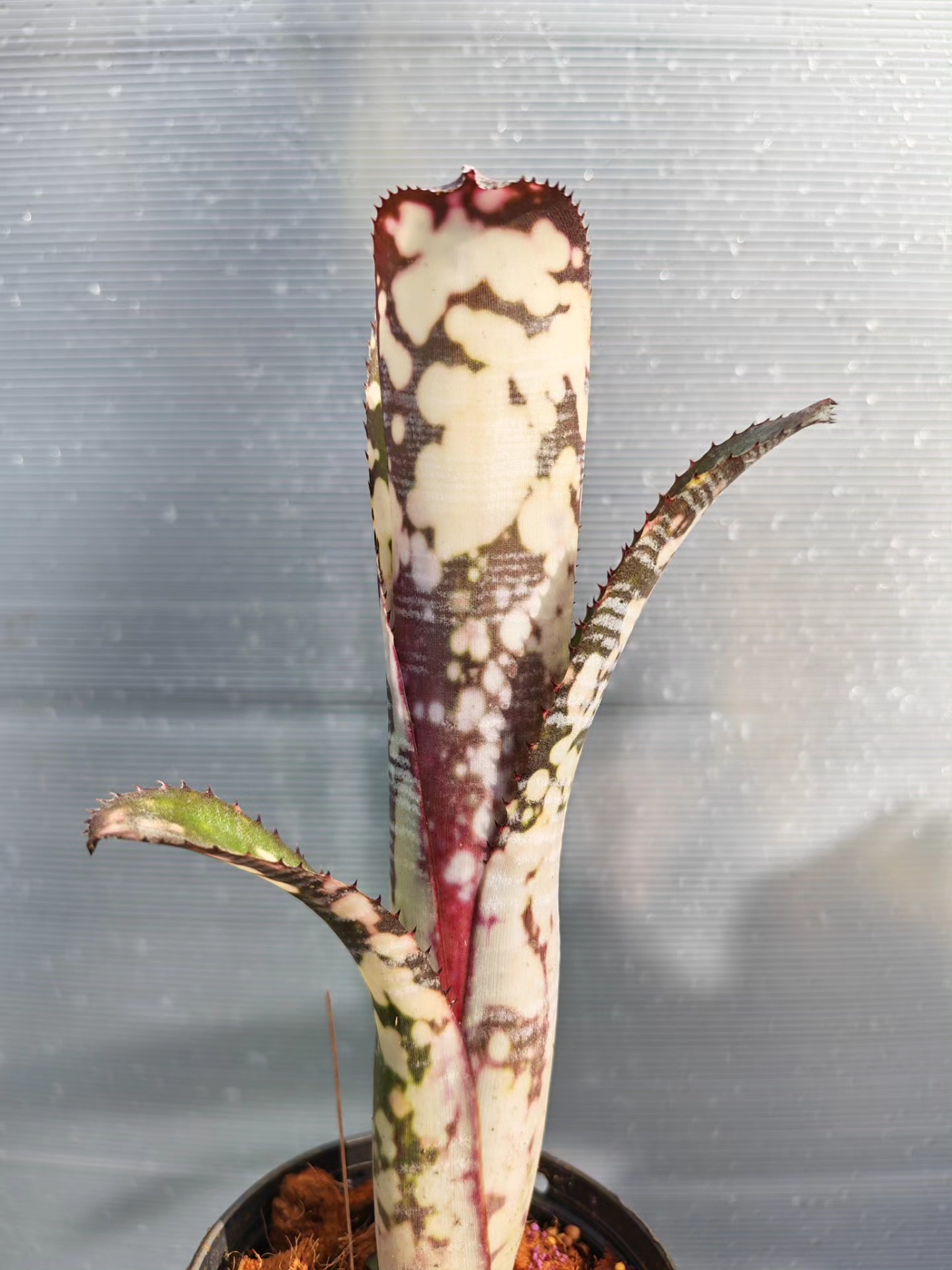 Billbergia 'Bunniss Factor' #asianexoticplants #Bromeliads