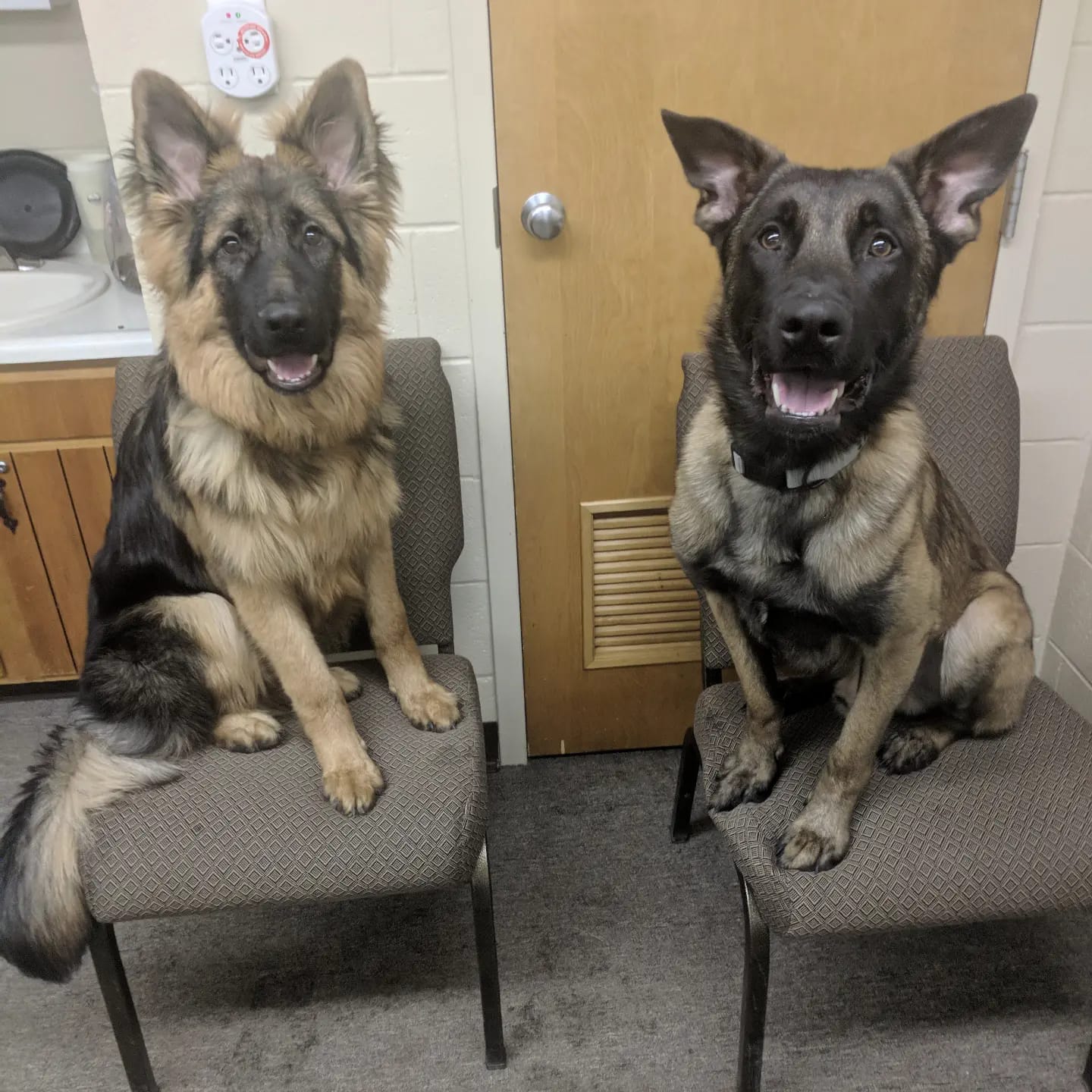 Alpha K9 and Kennels Home