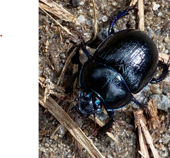 Wildlife Wednesday - The Woodland Dor Beetle At first glance, they