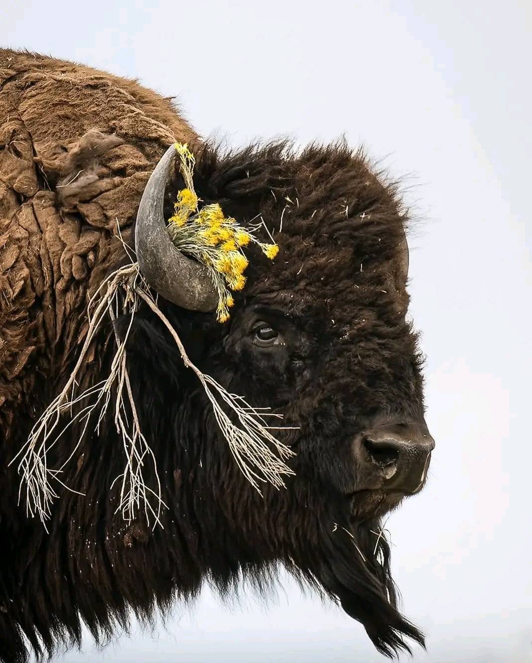 Bison Unity | Nice | Facebook