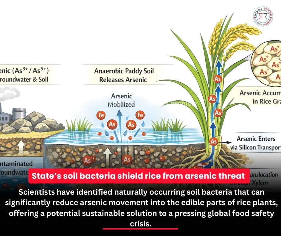Poknapham/The - Scientists have identified naturally occurring soil ...