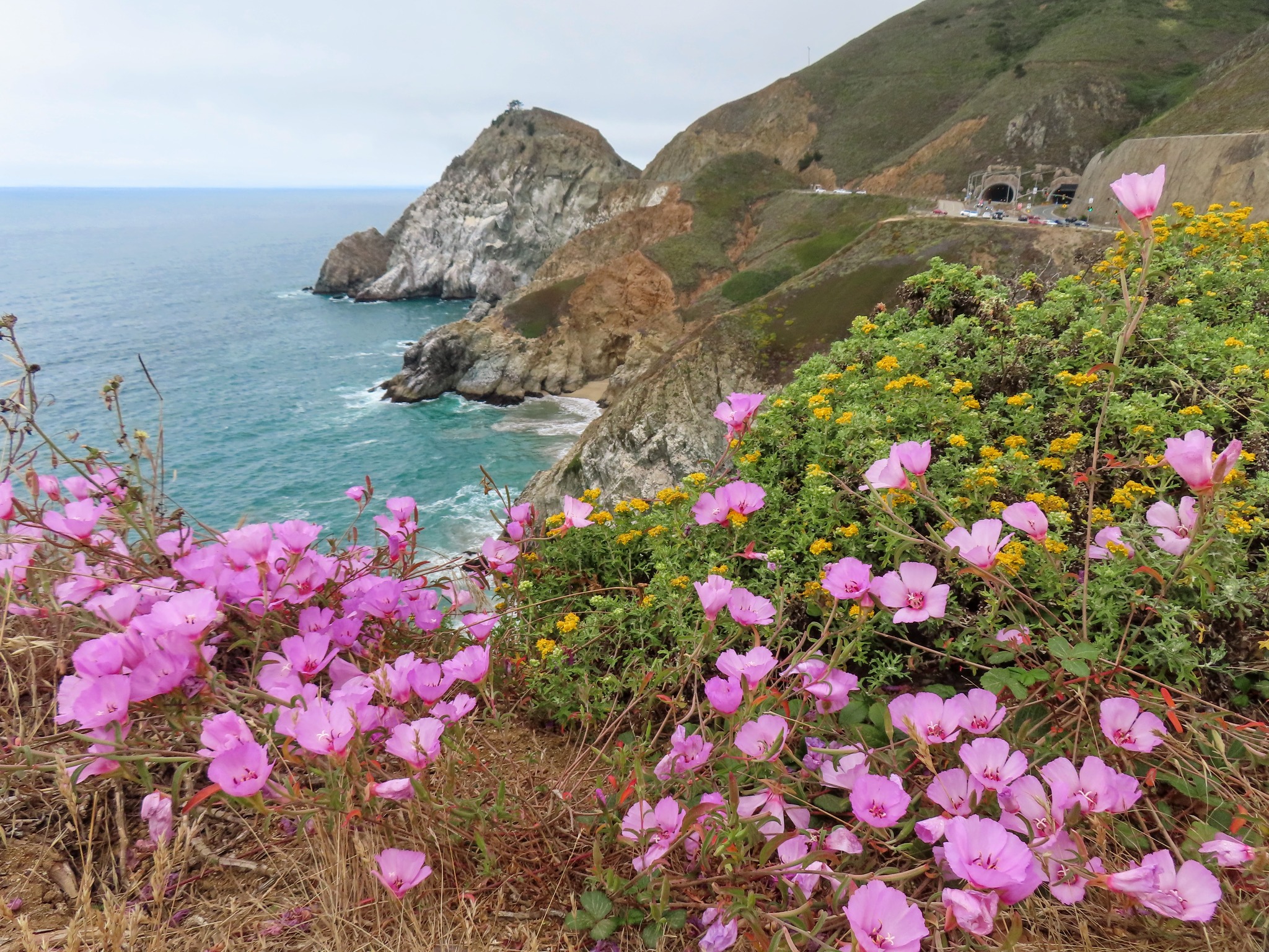 Pacifica, CA's natural beauty with pink blooms and turquoise waves