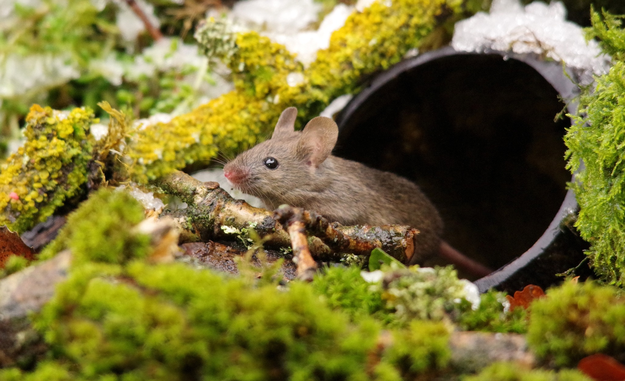 George the Mouse in... - George the Mouse in a log pile house