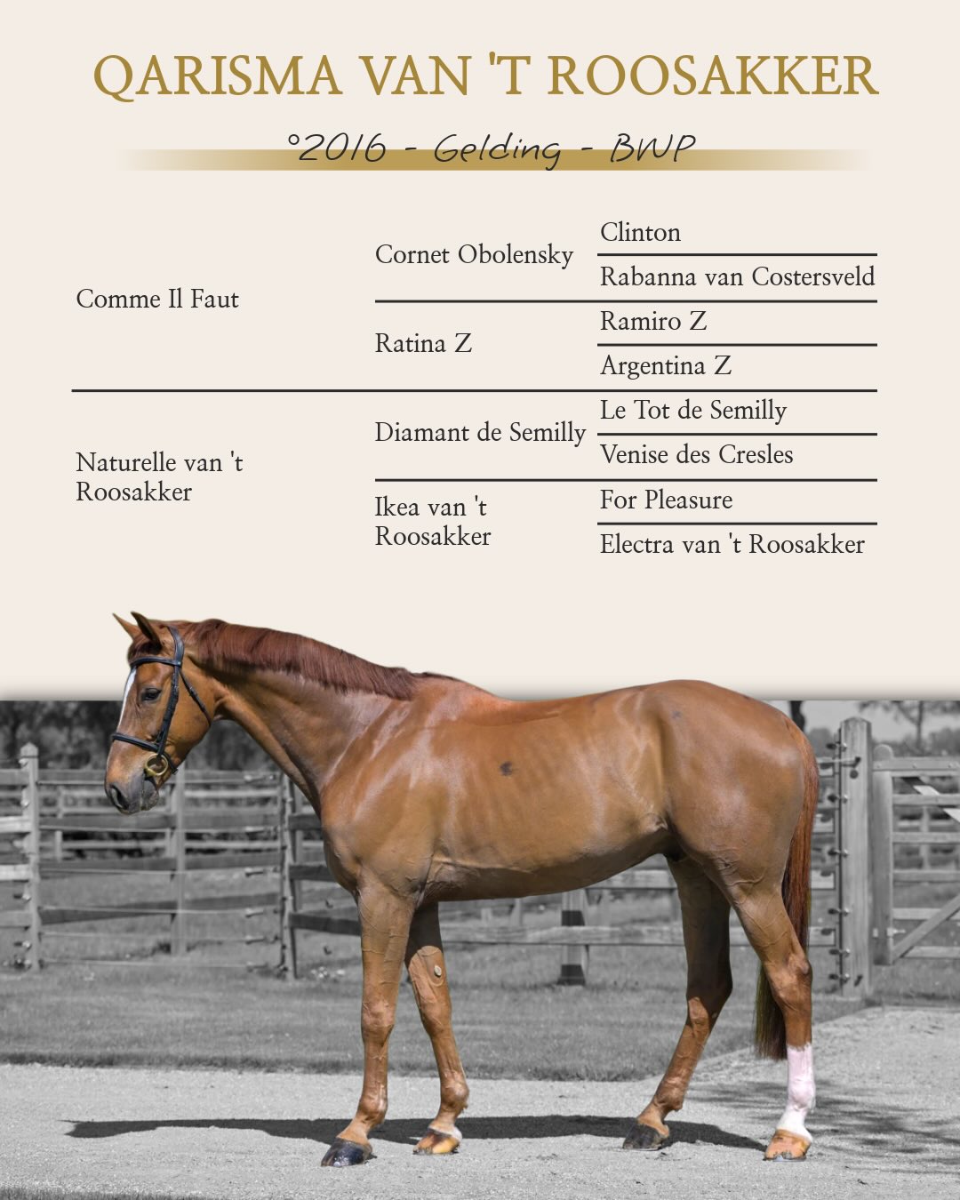 ⭐️ HORSE IN THE SPOTLIGHT ⭐️ Qarisma van 't Roosakker A