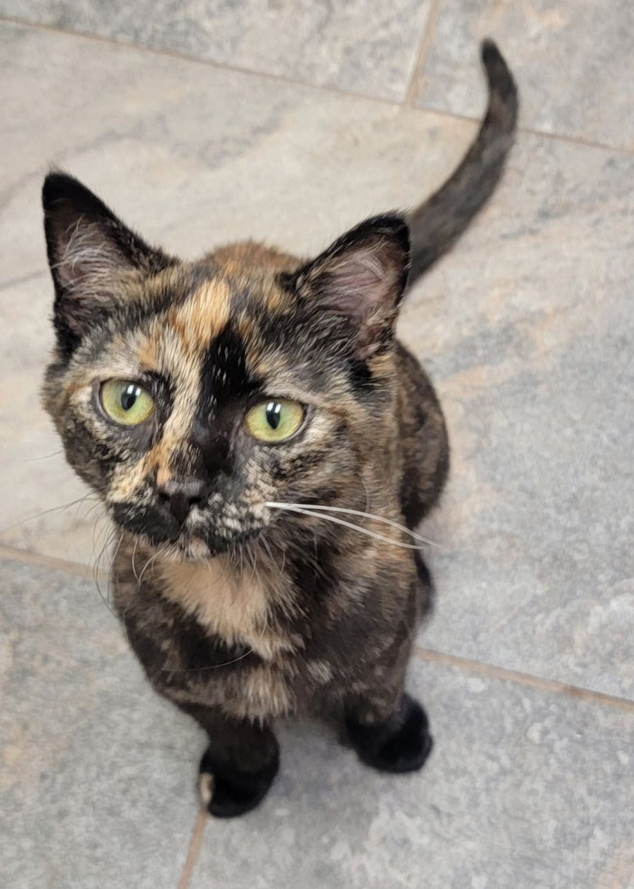 Adopt Ginny, a playful 5-month-old tortoiseshell cat
