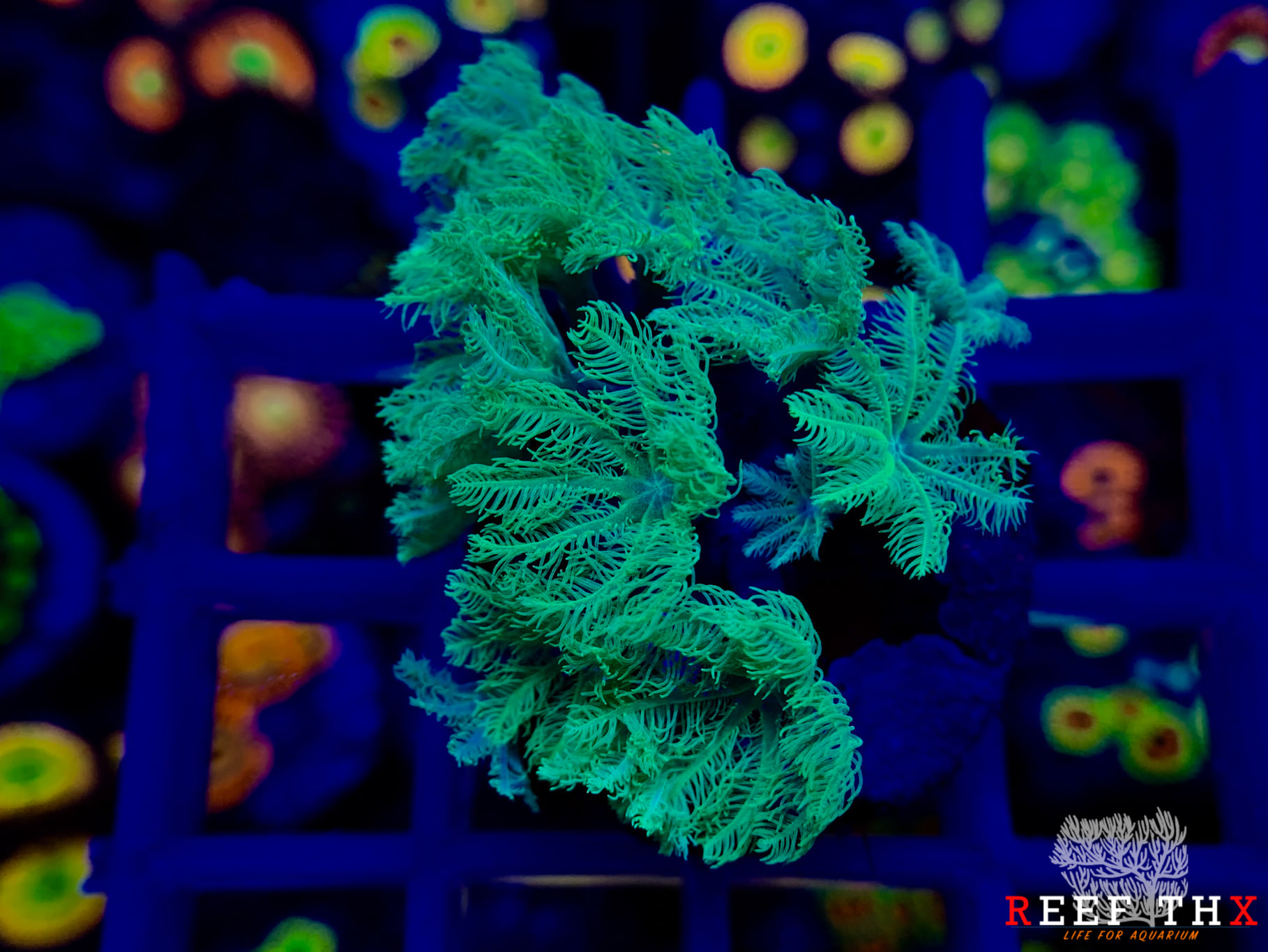 📢📢📢Palm Tree Clove Polyps... - Life for Aquarium By น้าเก่ง | Facebook
