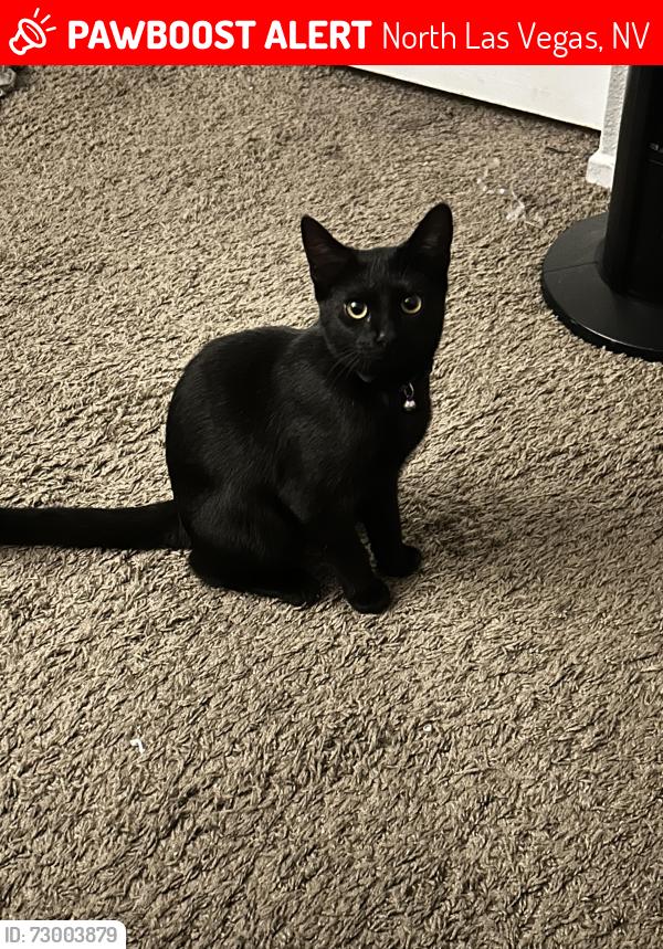 🚨Jalepeno was LOST on June 10, 2026 in North Las Vegas, NV 89032