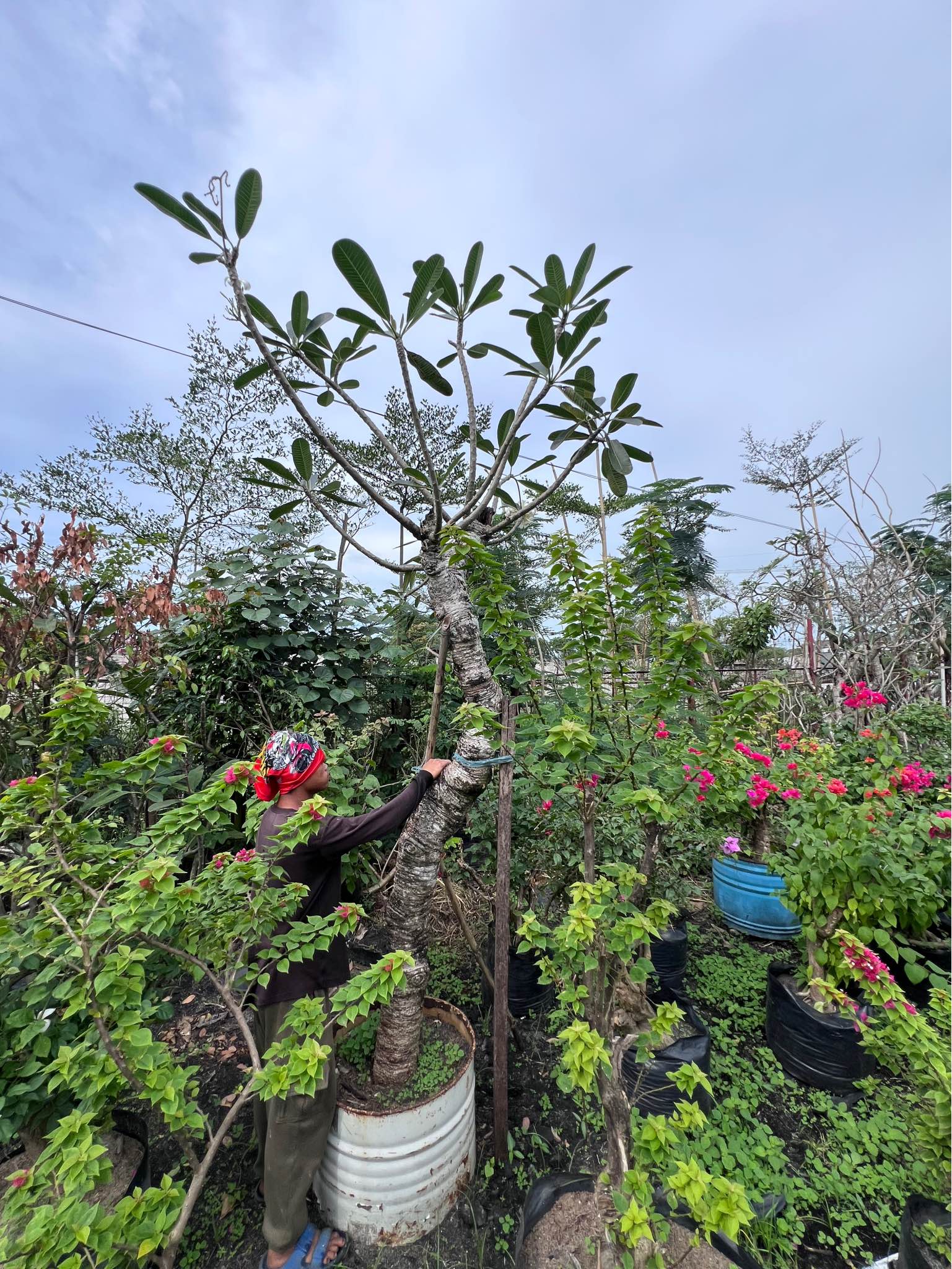 Plumeria calacuci tree century old calachuchi calacuci kalachuci ...