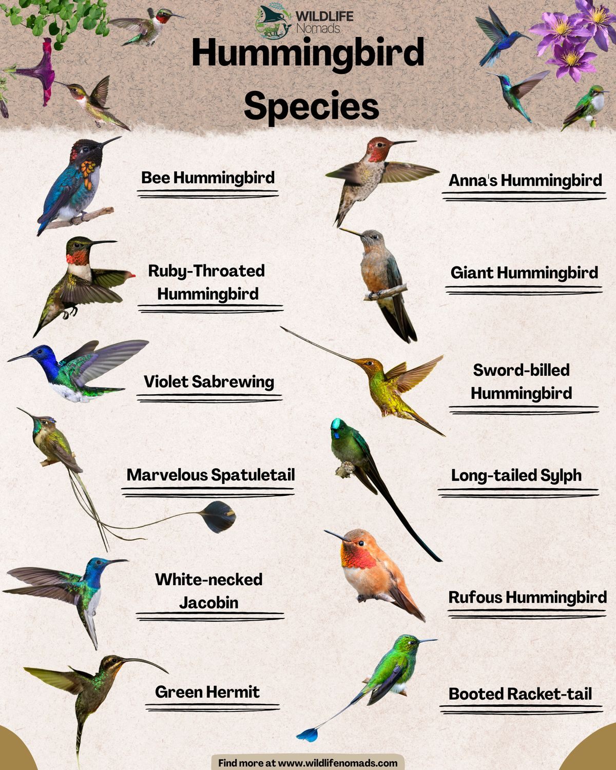 Biology | Hummingbird Species by Wildlife Nomads. | Facebook