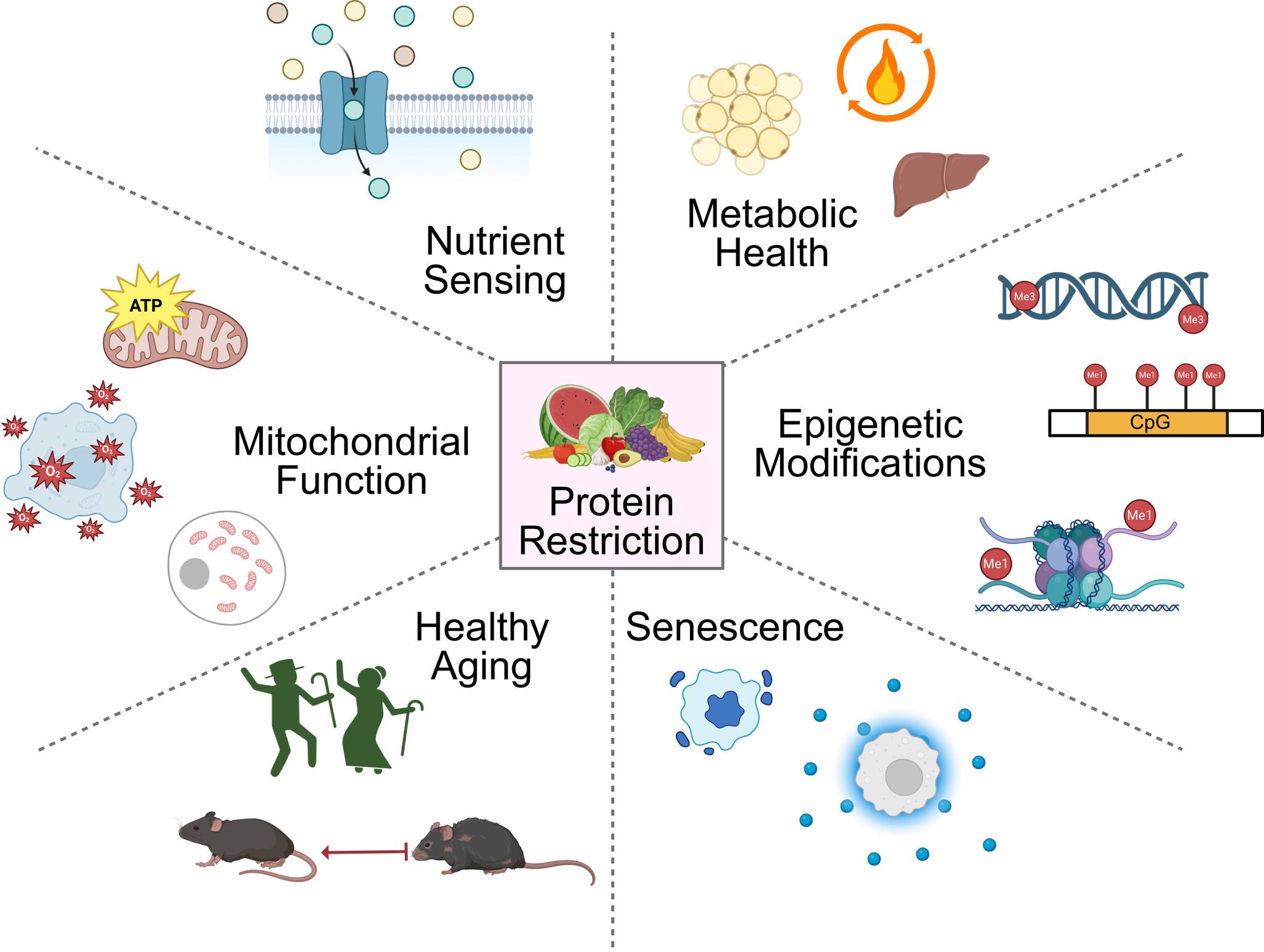 glutathione boosters me3 If you don't exercise regularly, eating less protein could have greater health benefits than a high protein diet and even increase lifespan. Learn more in Cell Press Blue: https://www.cell.com/cell-press-blue/fulltext/S3051-3839(26)00077-0?utm_source Size/Shape:15mm Round ghk cu 50mg peptide Glutathione is a crucial New: F