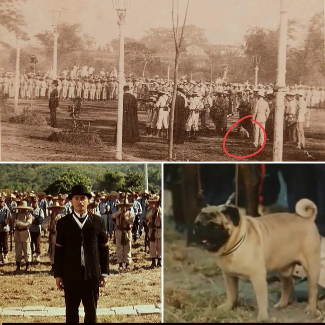 Filipino - The dog present during Jose Rizal's execution: a terrier ...