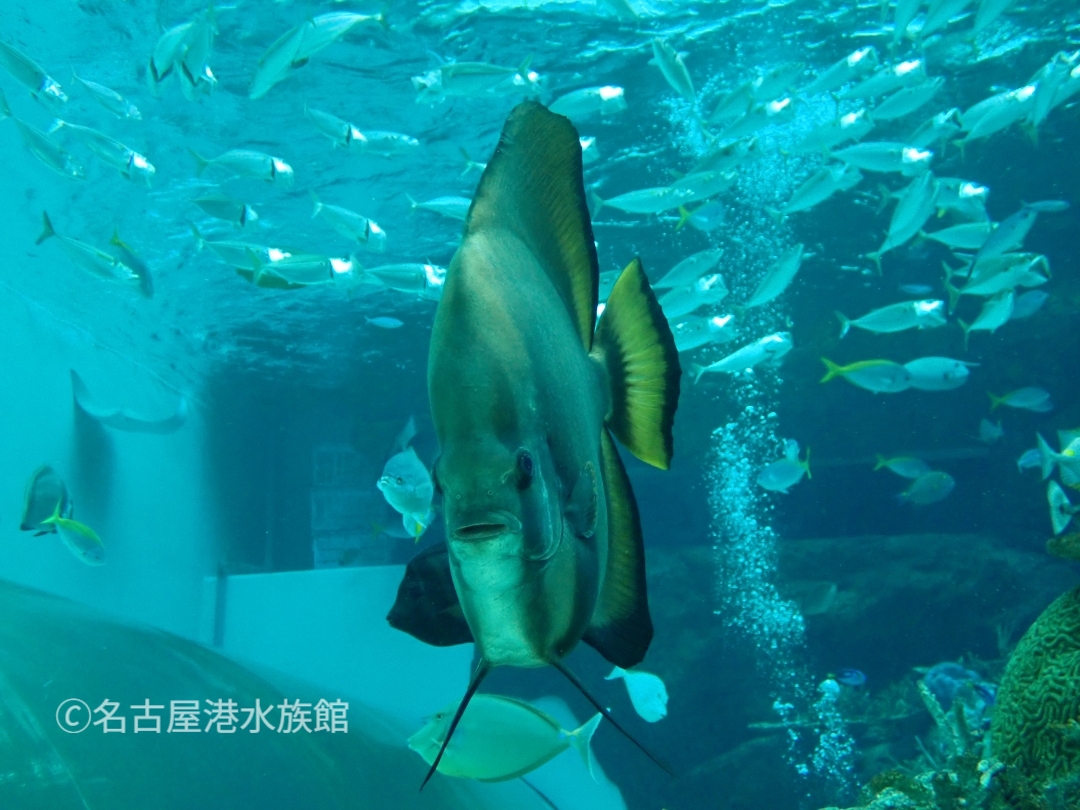 名古屋港水族館 Port - ご存じ、ノコギリザメ！ 久しぶりの展示です