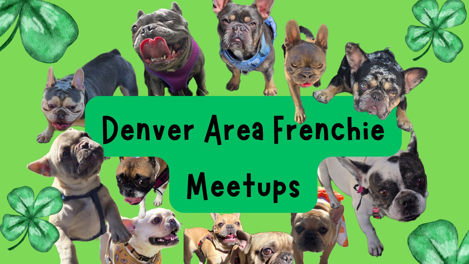 Denver Area Frenchie Meetups - March 2026