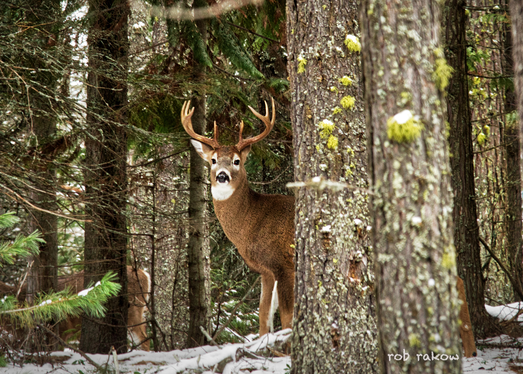 Rob Rakow Photography