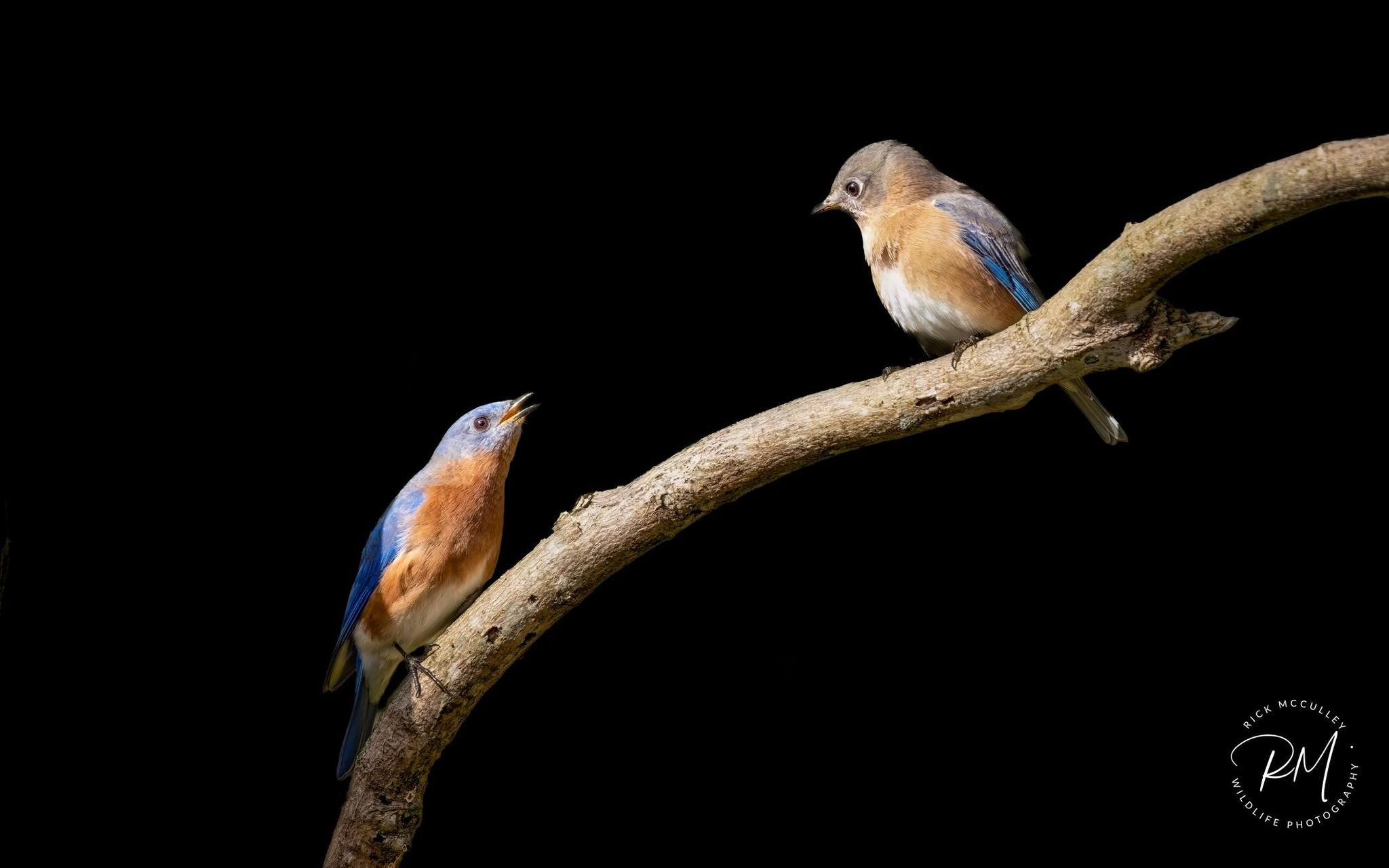 Rick - A pair of Eastern Bluebirds here at my bird studio. Rockwood ...