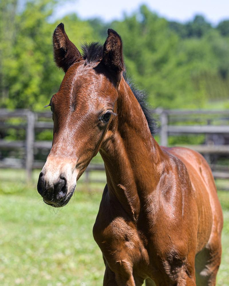 バッグ DAM Wizkid ISF is the full package! 🌟 This 2026 colt by Kaiman and