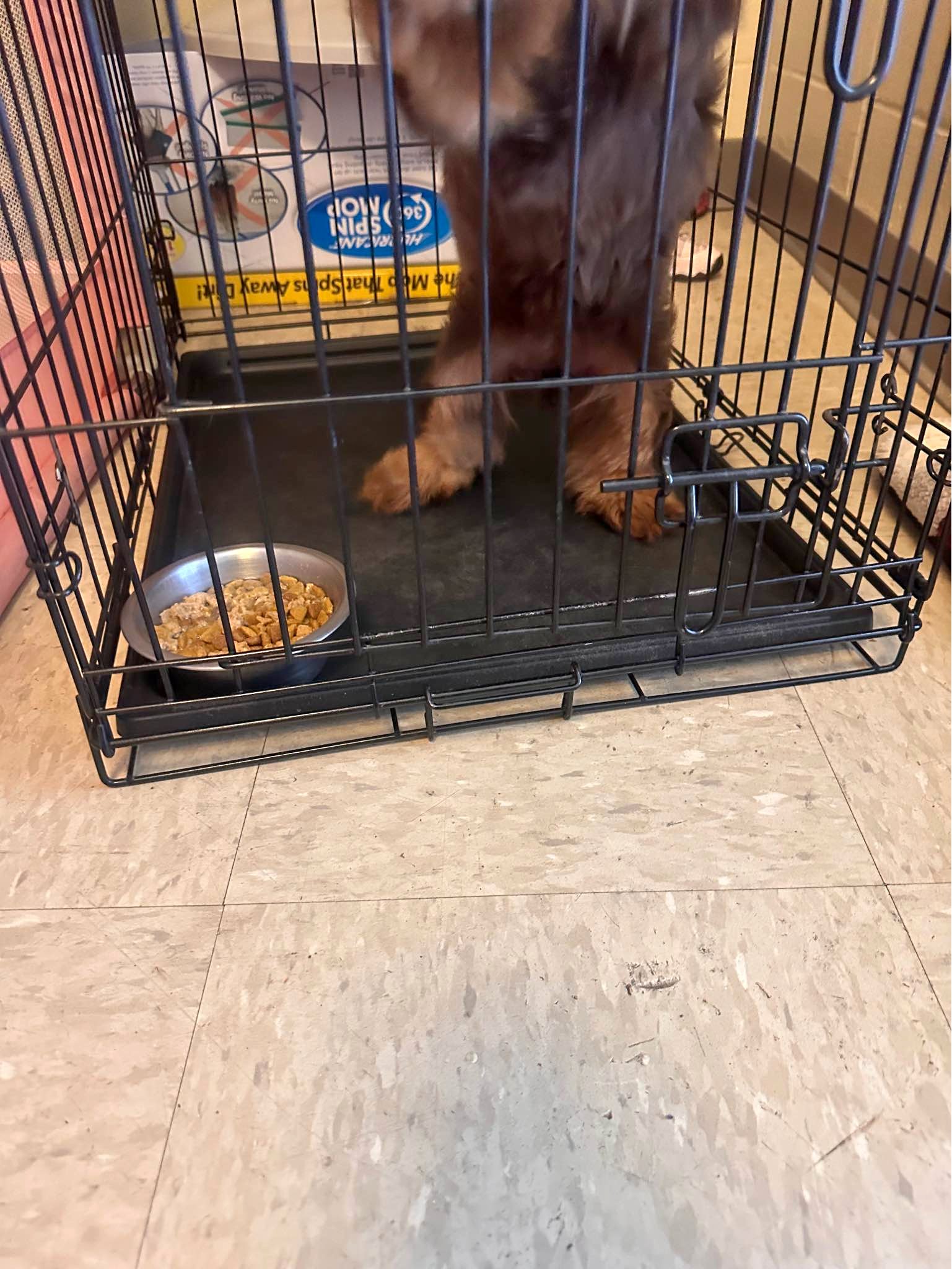 Rehoming - Pet Crates & Carriers - West Helena, Arkansas | Facebook
