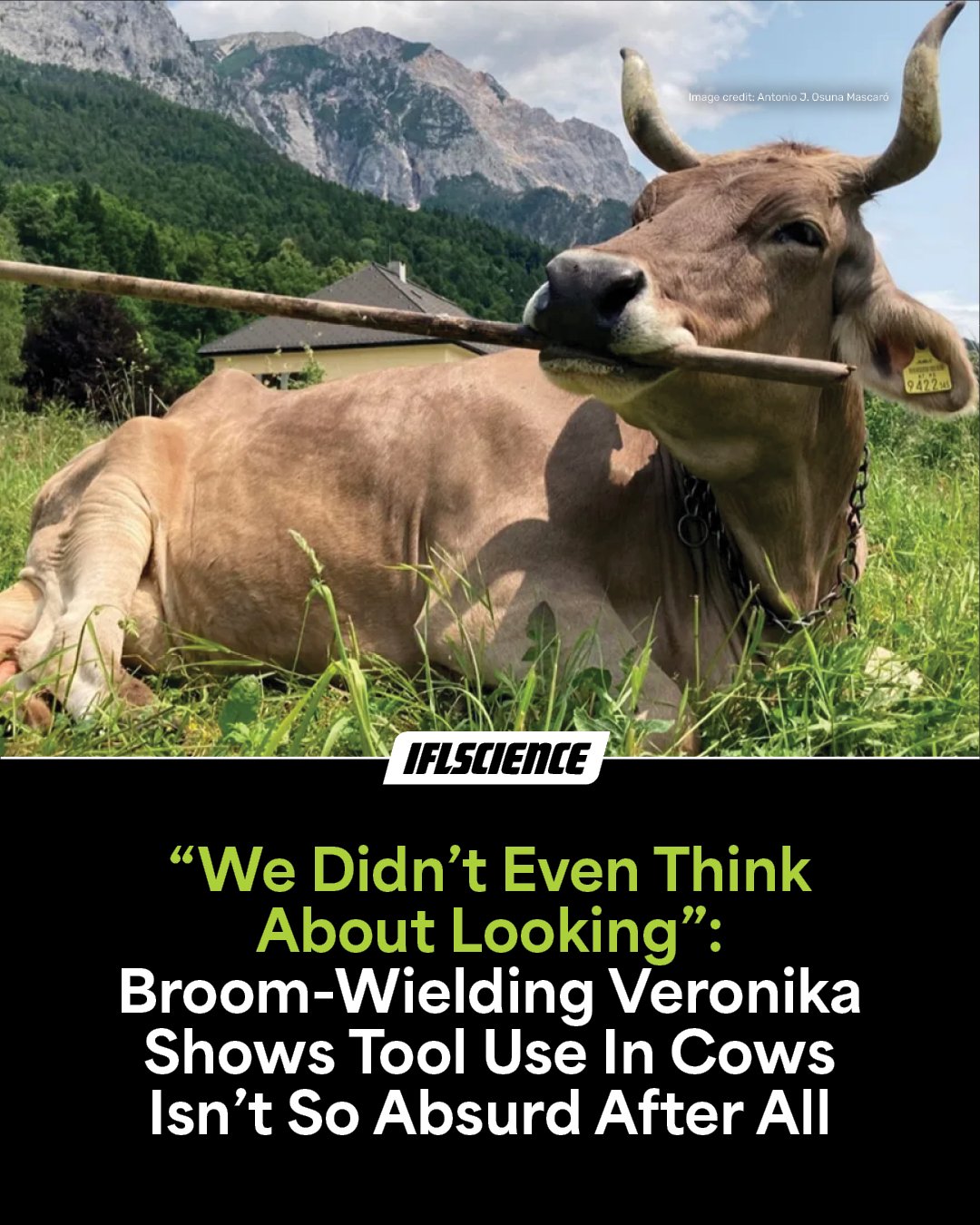 IFLScience - Veronika the cow is the first documented example of ...